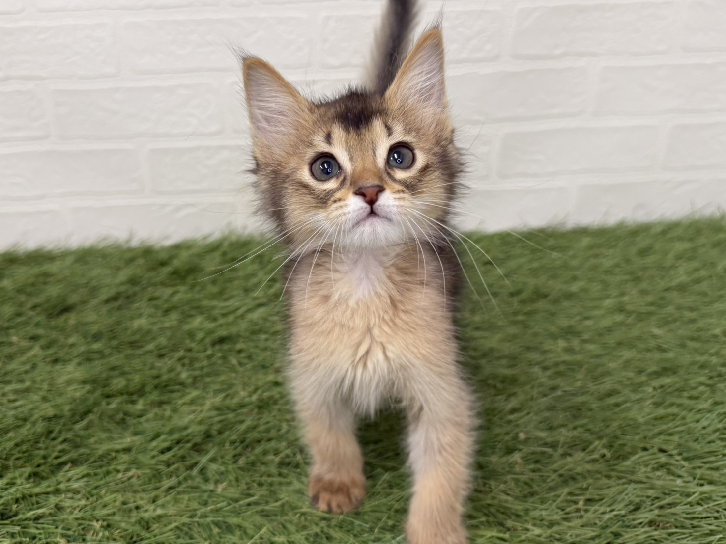 東京都のアビシニアン (ワンニャンハウス葛西店/2026年2月11日生まれ/女の子/ルディ)の子猫の2枚目の画像
