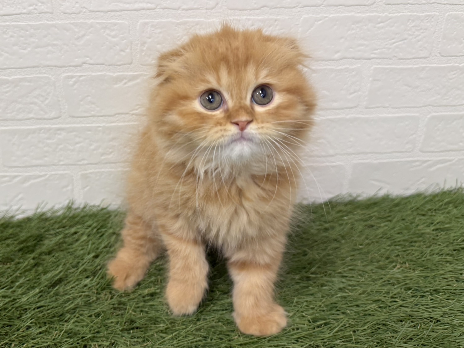 東京都のスコティッシュフォールド (ワンニャンハウス葛西店/2025年11月8日生まれ/男の子/レッドタビー)の子猫の1枚目の画像