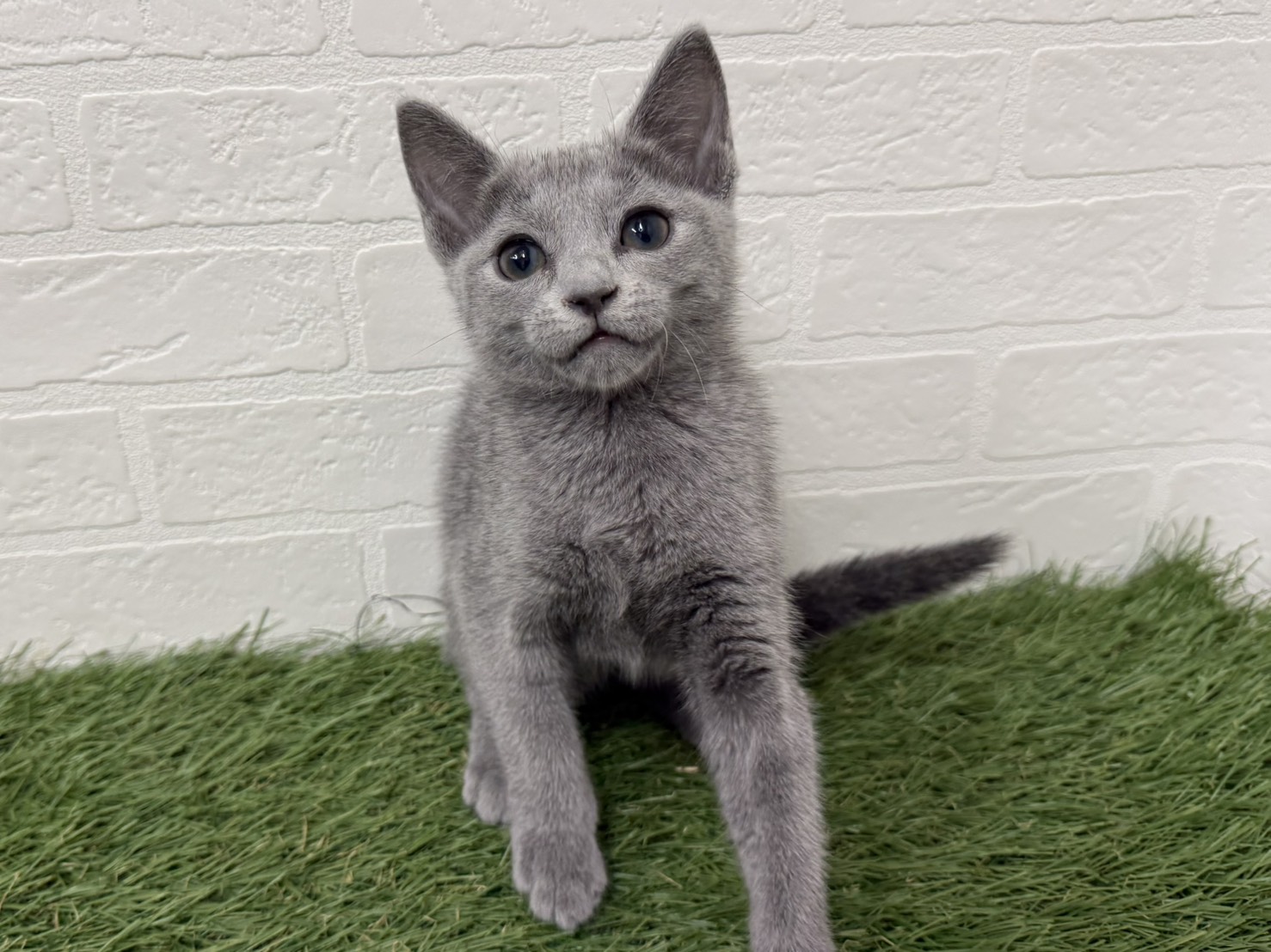 東京都のロシアンブルー (ワンニャンハウス葛西店/2025年9月14日生まれ/女の子/ブルー)の子猫の2枚目の画像