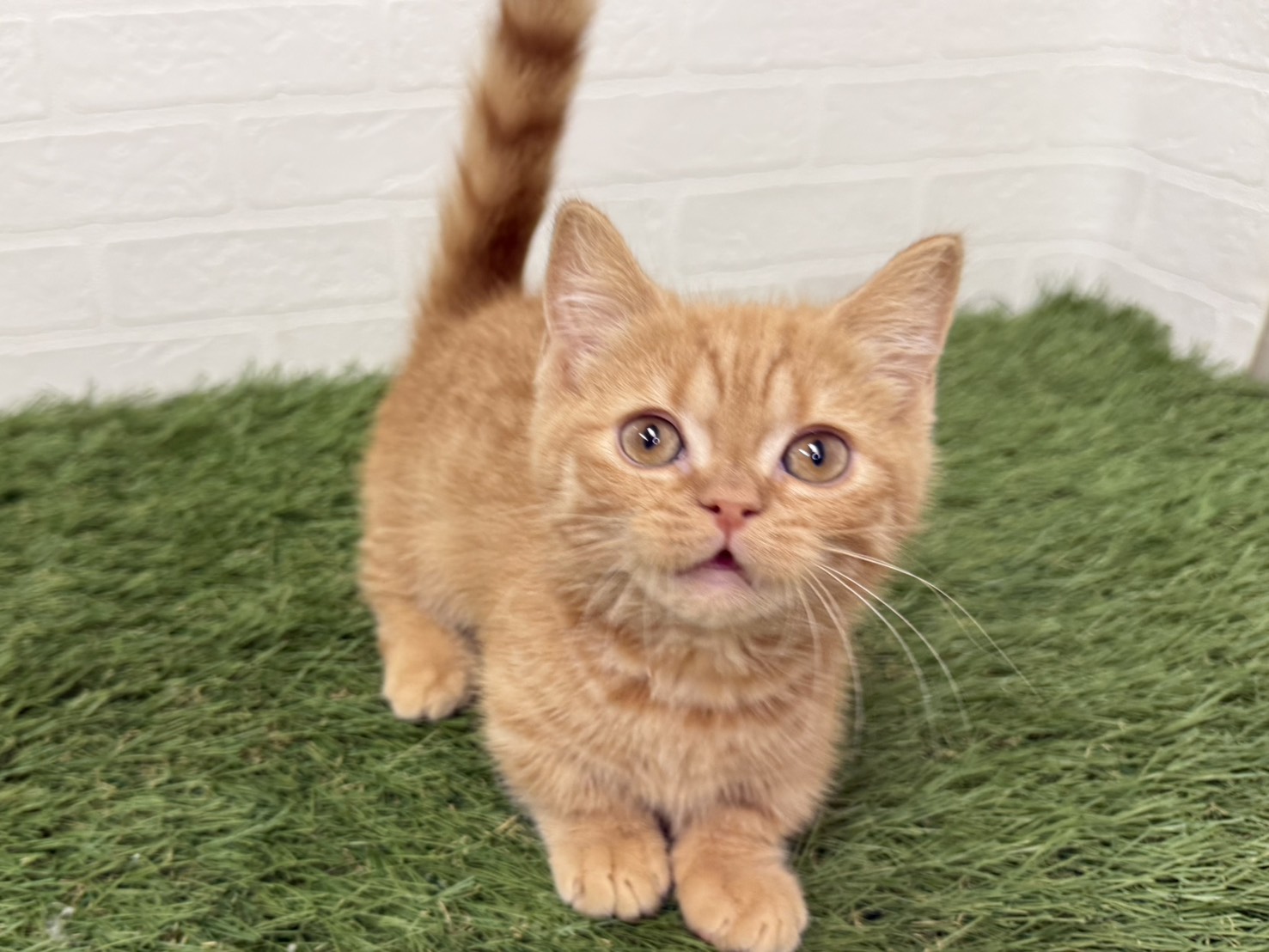 東京都のマンチカン (ワンニャンハウス葛西店/2025年12月15日生まれ/男の子/レッドタビー)の子猫の3枚目の画像