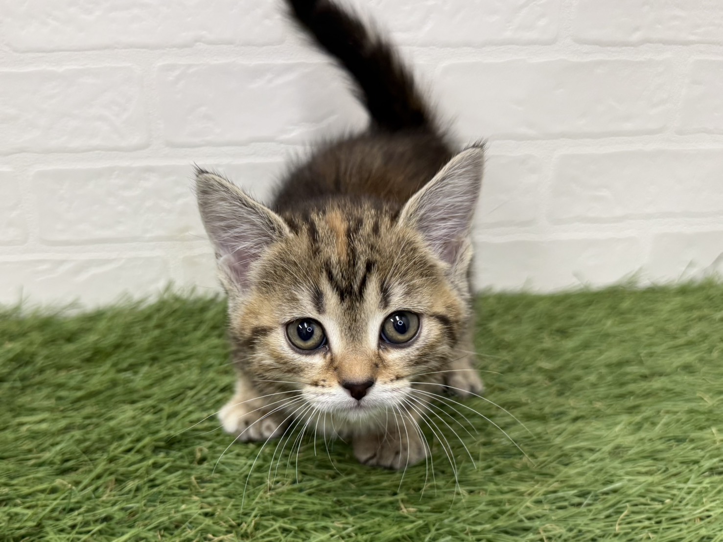 東京都のマンチカン (ワンニャンハウス葛西店/2026年2月13日生まれ/女の子/ブラウンパッチドタビー)の子猫の4枚目の画像
