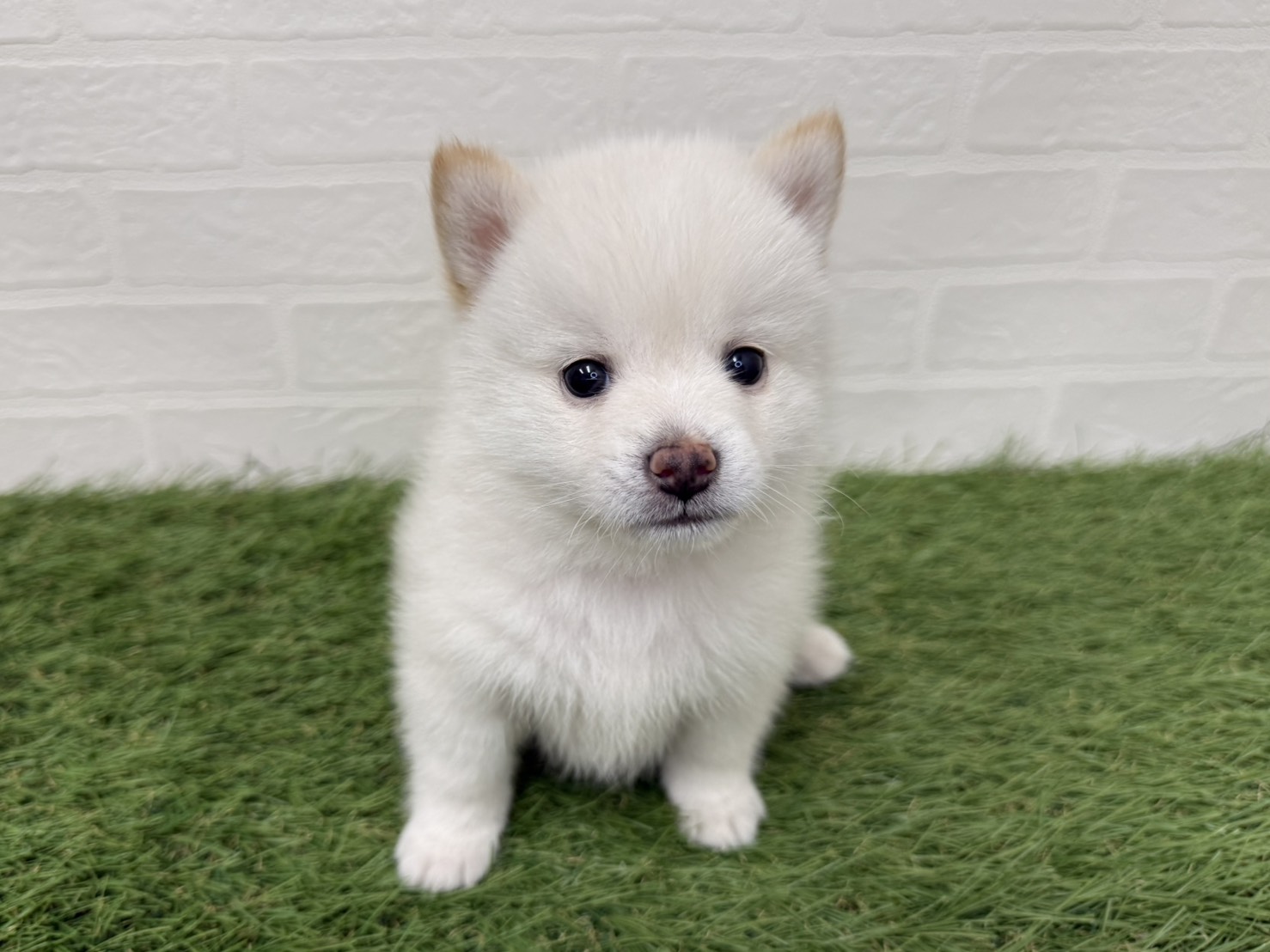 東京都のポメ柴/豆ポメ/ポメ豆柴(ポメラニアン×柴犬) (ワンニャンハウス葛西店/2026年2月22日生まれ/男の子/ホワイト)の子犬の2枚目の画像