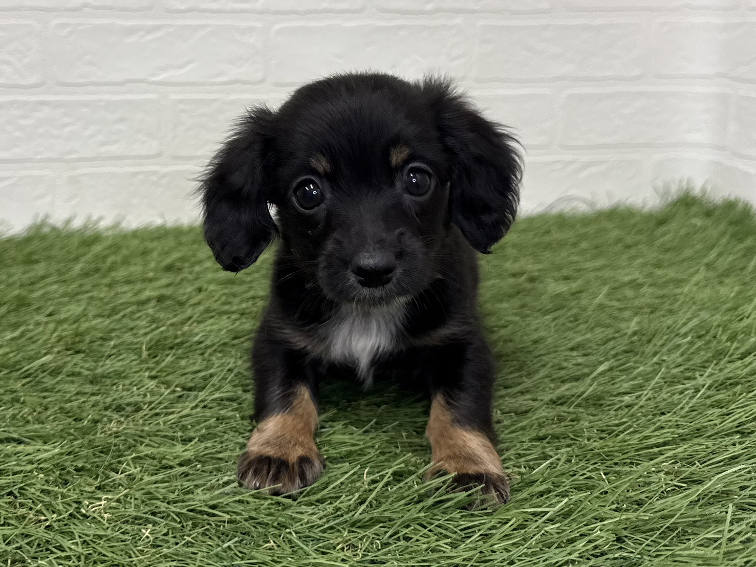 東京都のハーフ犬・ミックス犬 (ワンニャンハウス葛西店/2025年9月14日生まれ/男の子/ブラックタンホワイト)の子犬の1枚目の画像