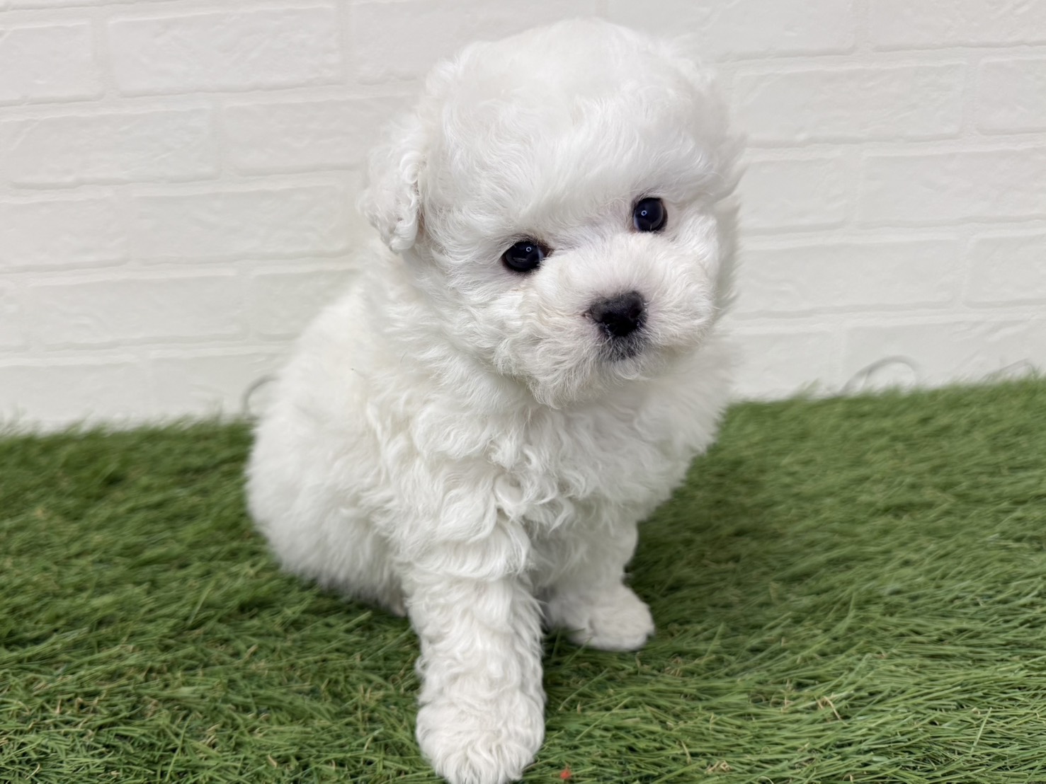 東京都のビションフリーゼ (ワンニャンハウス葛西店/2025年12月1日生まれ/男の子/ホワイト)の子犬の2枚目の画像