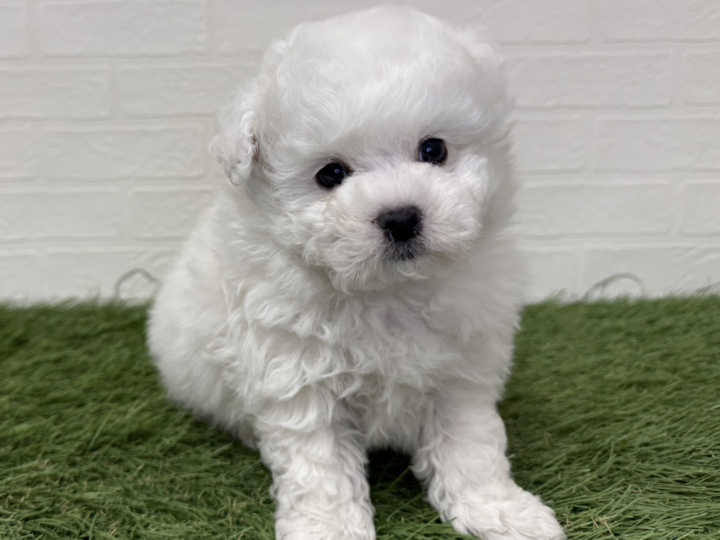 東京都のビションフリーゼ (ワンニャンハウス葛西店/2025年12月1日生まれ/男の子/ホワイト)の子犬の1枚目の画像