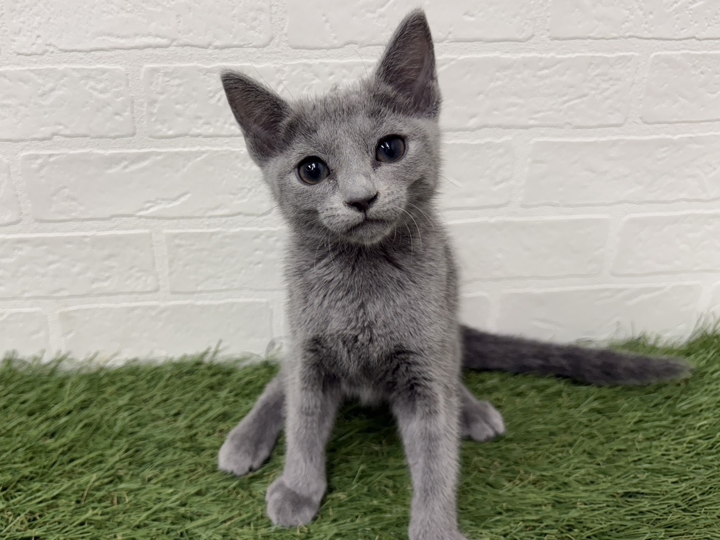 東京都のロシアンブルー (ワンニャンハウス葛西店/2025年9月14日生まれ/女の子/ブルー)の子猫の1枚目の画像