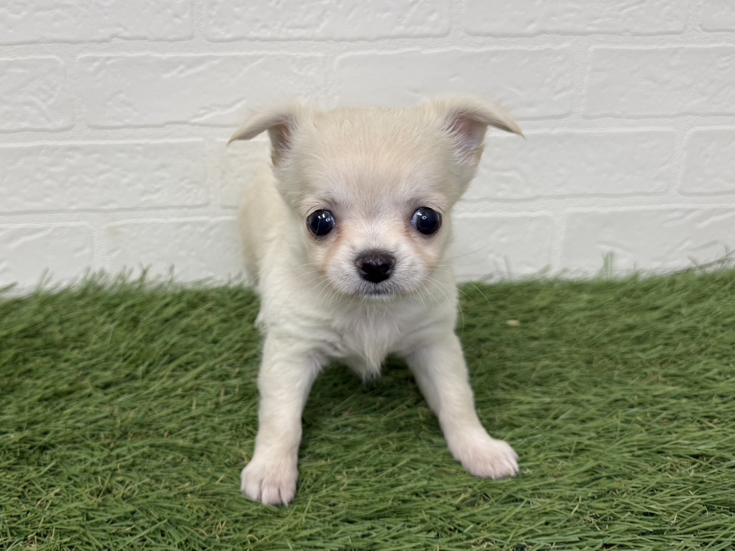 東京都のチワワ(ロング) (ワンニャンハウス葛西店/2025年9月6日生まれ/女の子/クリーム)の子犬の4枚目の画像