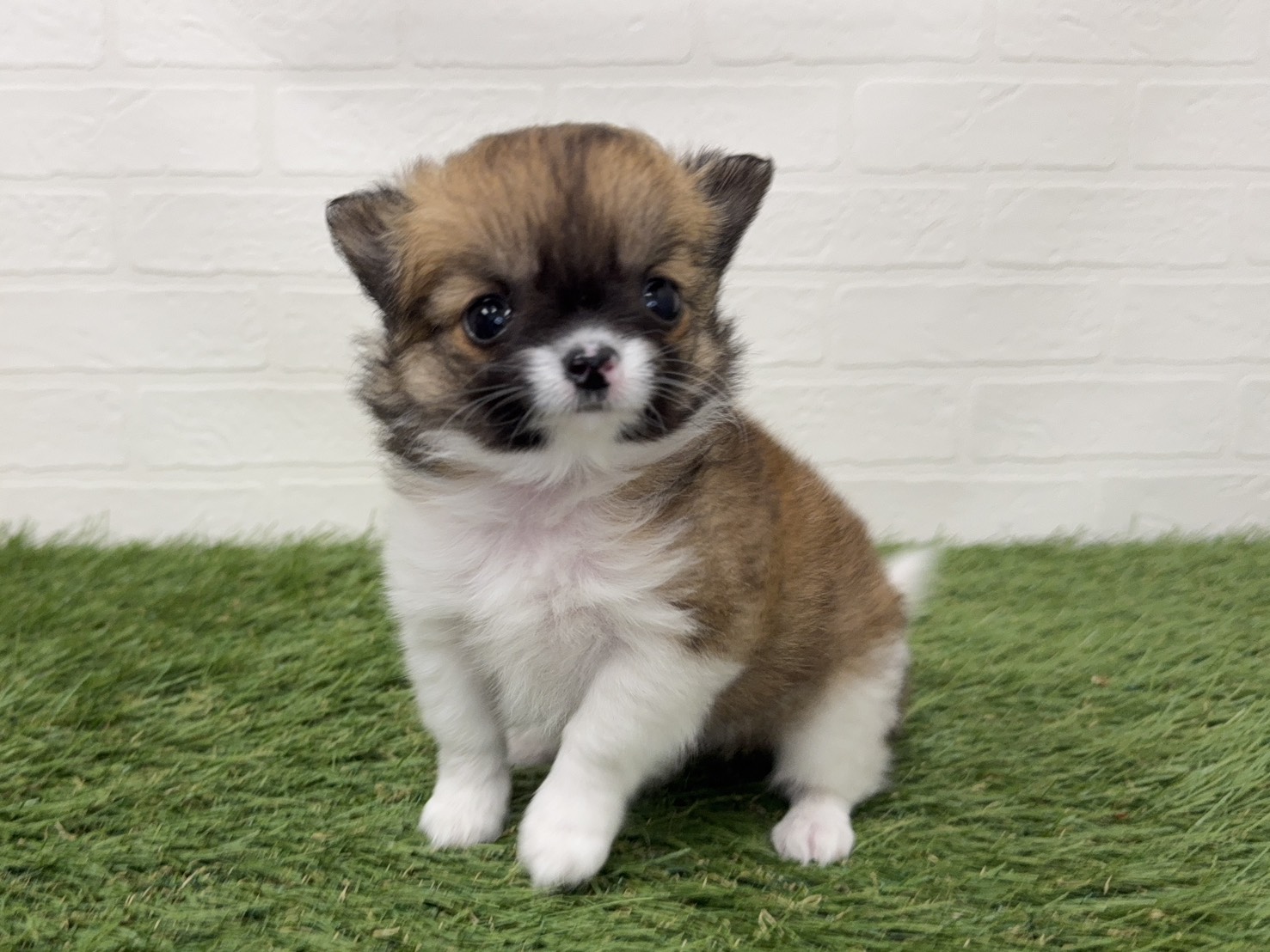 東京都のチワワ(ロング) (ワンニャンハウス葛西店/2026年2月12日生まれ/女の子/セーブルホワイト)の子犬の2枚目の画像