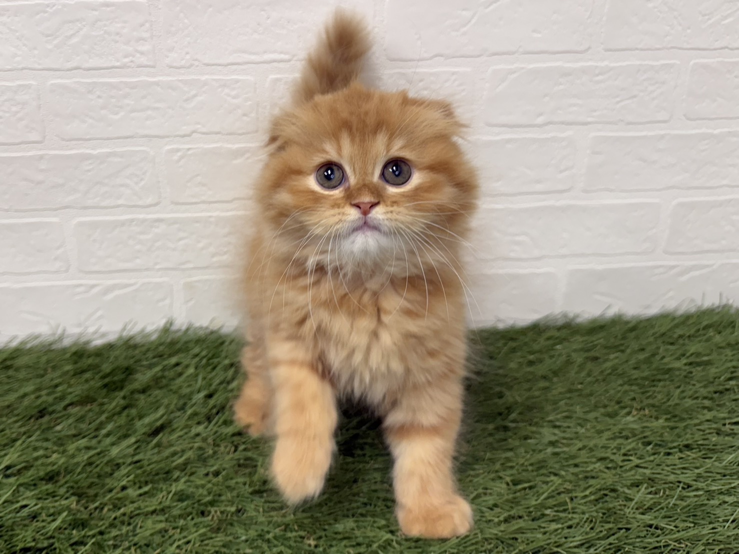 東京都のスコティッシュフォールド (ワンニャンハウス葛西店/2025年11月8日生まれ/男の子/レッドタビー)の子猫の4枚目の画像