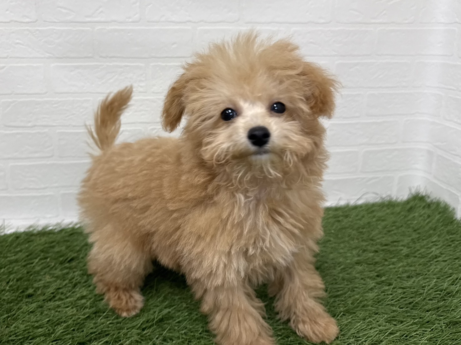 東京都のビションプー(ビションフリーゼ×プードル) (ワンニャンハウス葛西店/2025年9月14日生まれ/男の子/アプリコット)の子犬の2枚目の画像