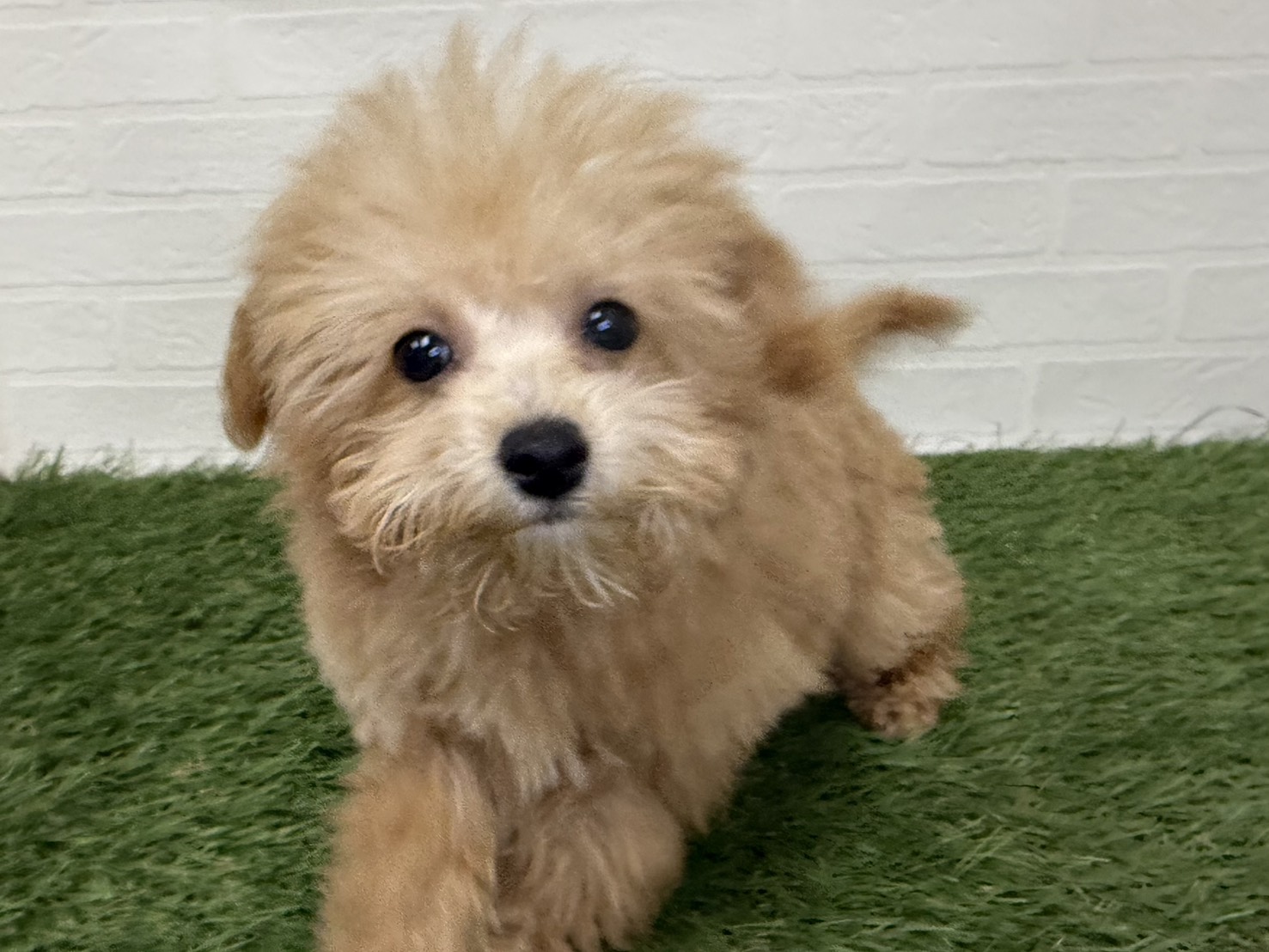 東京都のビションプー(ビションフリーゼ×プードル) (ワンニャンハウス葛西店/2025年9月14日生まれ/男の子/アプリコット)の子犬の4枚目の画像