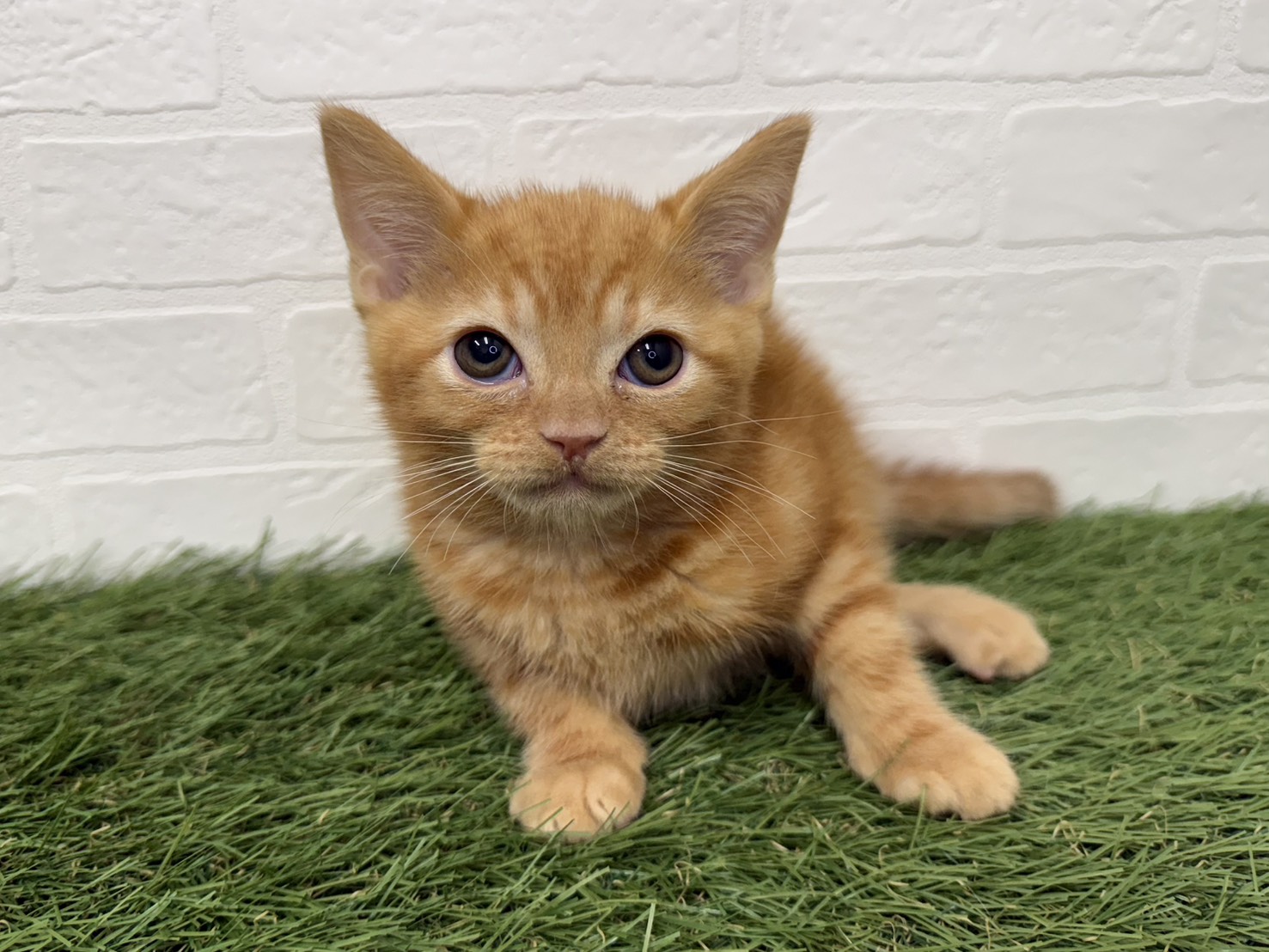 東京都のアメリカンショートヘアー (ワンニャンハウス葛西店/2026年2月20日生まれ/男の子/レッドタビー)の子猫の1枚目の画像