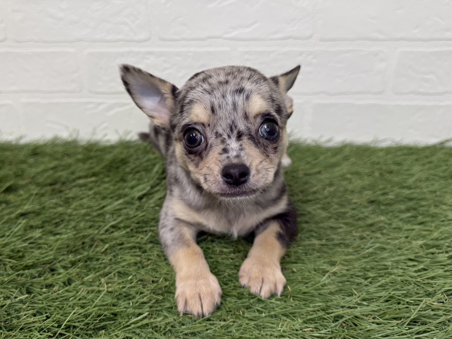 東京都のチワワ(ロング) (ワンニャンハウス葛西店/2025年11月22日生まれ/女の子/ブルーマール)の子犬の4枚目の画像