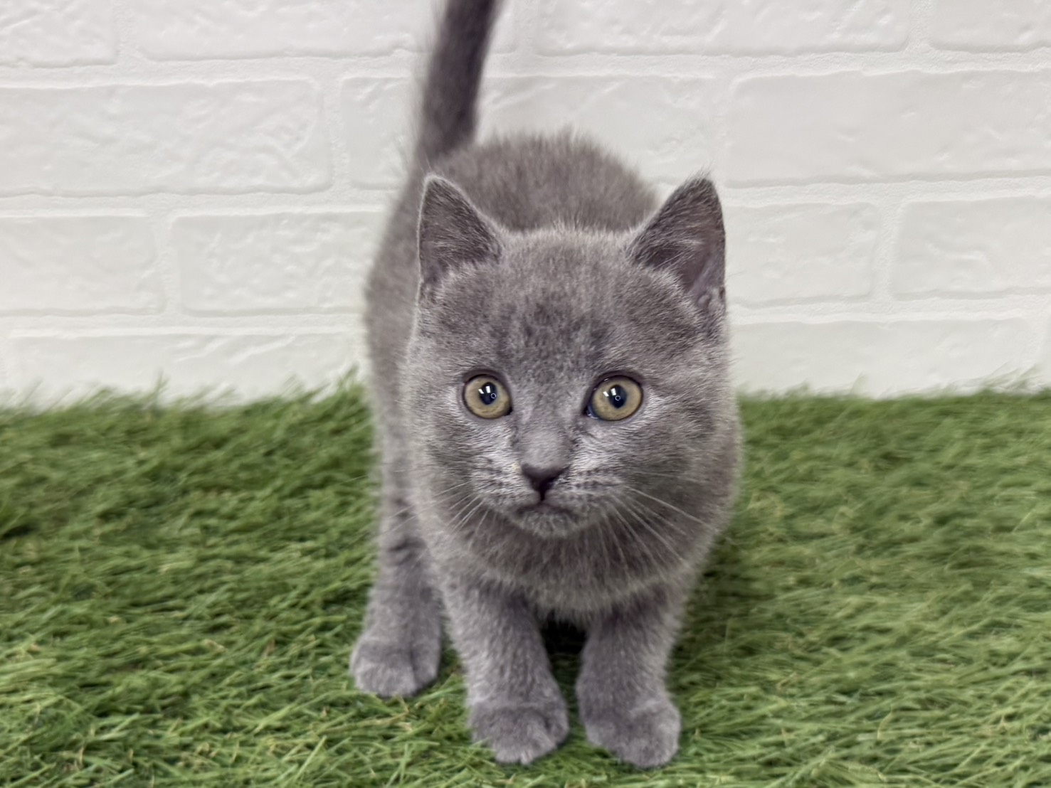 東京都のシャルトリュー (ワンニャンハウス葛西店/2026年2月21日生まれ/女の子/ブルー)の子猫の2枚目の画像