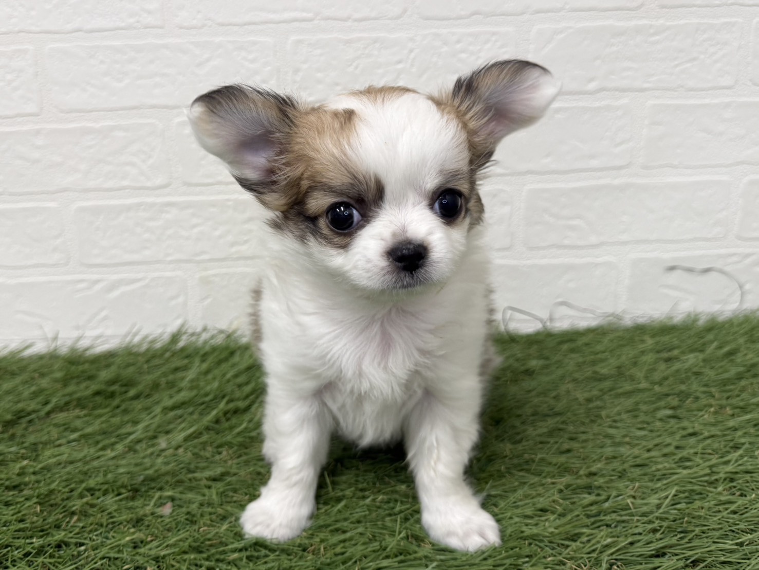 東京都のチワワ(ロング) (ワンニャンハウス葛西店/2025年12月7日生まれ/女の子/ホワイトレッド)の子犬の4枚目の画像