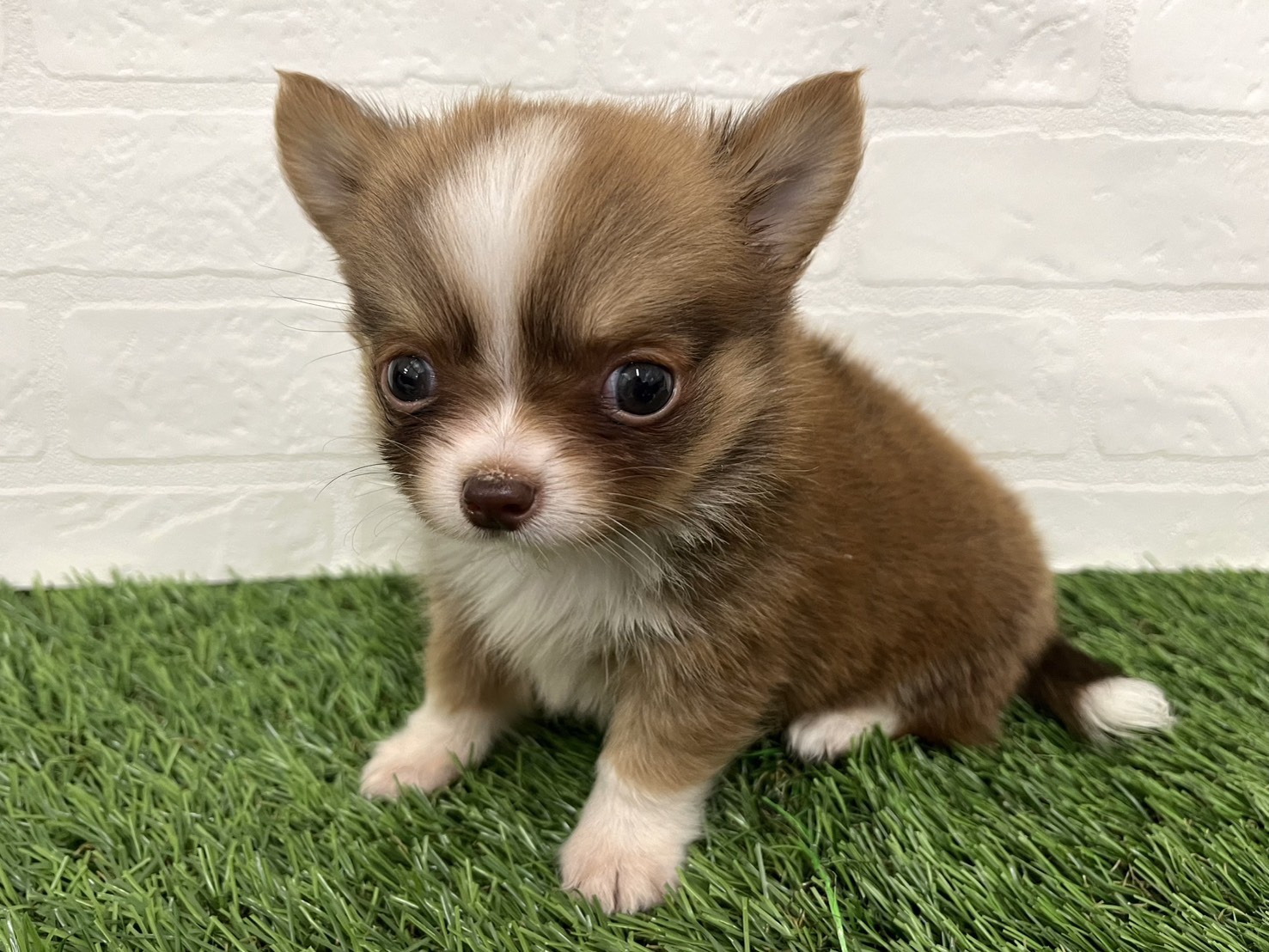 東京都のチワワ(ロング) (ワンニャンハウス葛西店/2025年8月18日生まれ/男の子/チョコレートフォーンホワイト)の子犬の2枚目の画像