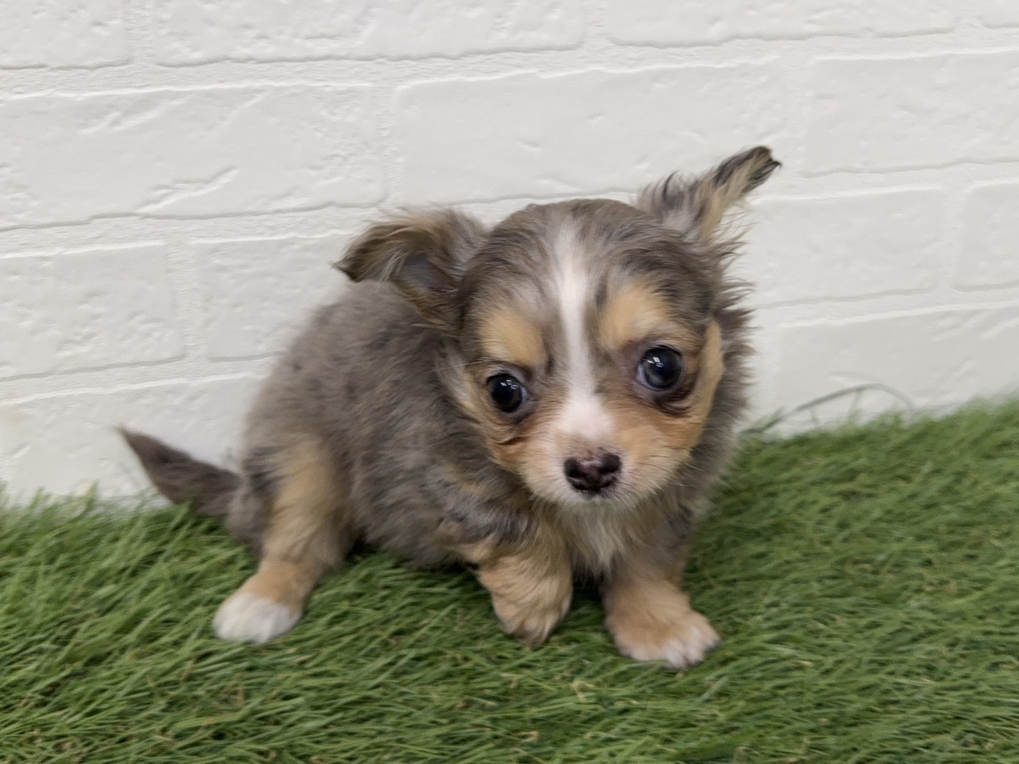 東京都のチワワ(ロング) (ワンニャンハウス葛西店/2025年11月22日生まれ/女の子/ブルーマール)の子犬の3枚目の画像