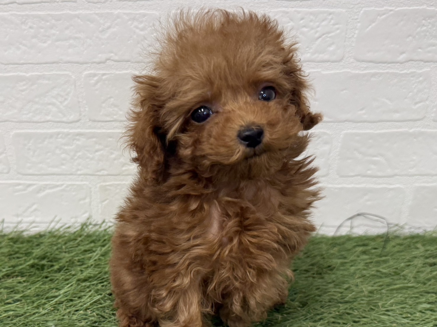 東京都のトイプードル(トイ) (ワンニャンハウス葛西店/2025年11月27日生まれ/女の子/レッド)の子犬の3枚目の画像