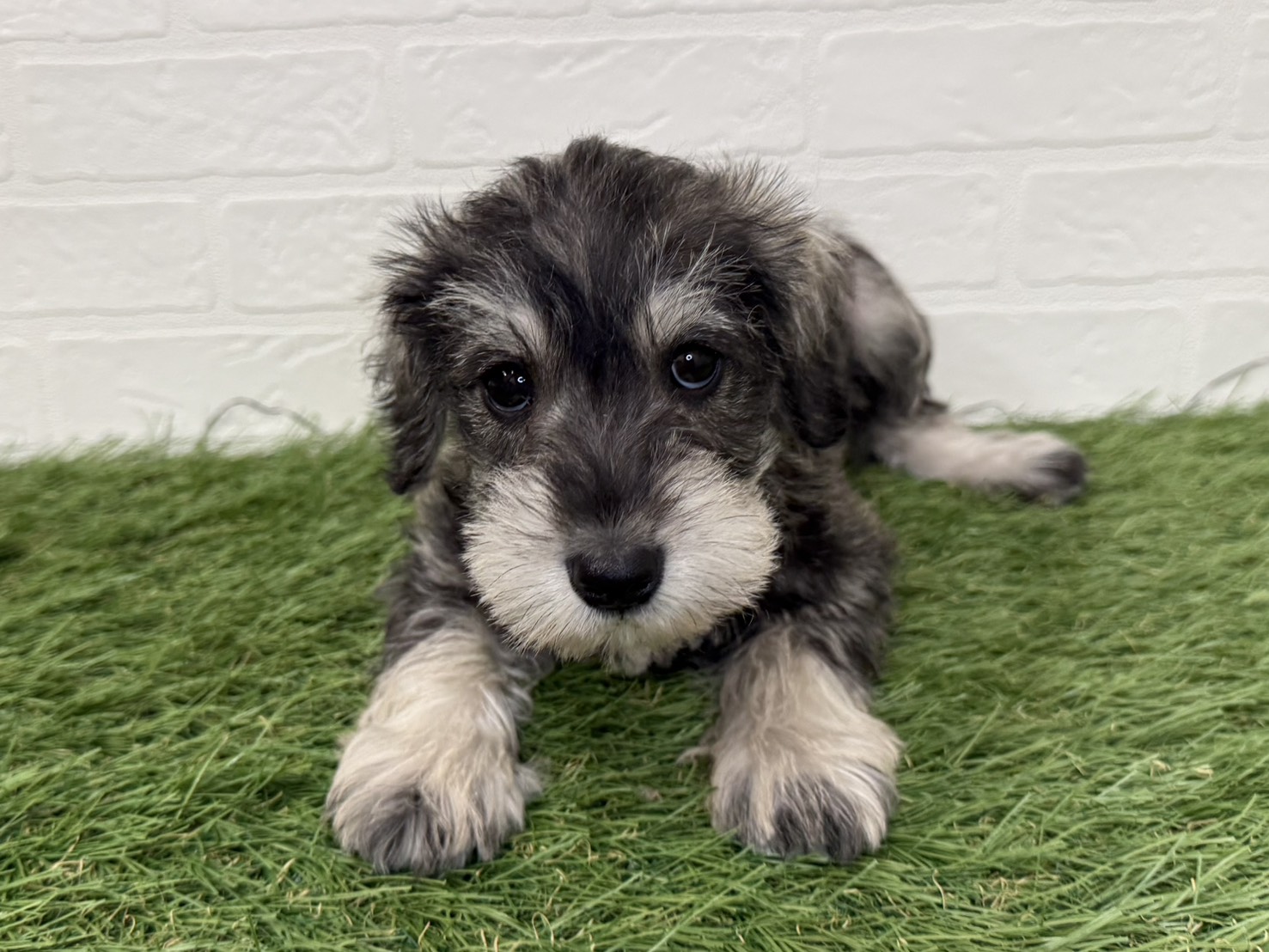 神奈川県のミニチュアシュナウザー (ワンニャンハウス新山下店/2025年11月30日生まれ/女の子/ソルトペッパー)の子犬の3枚目の画像