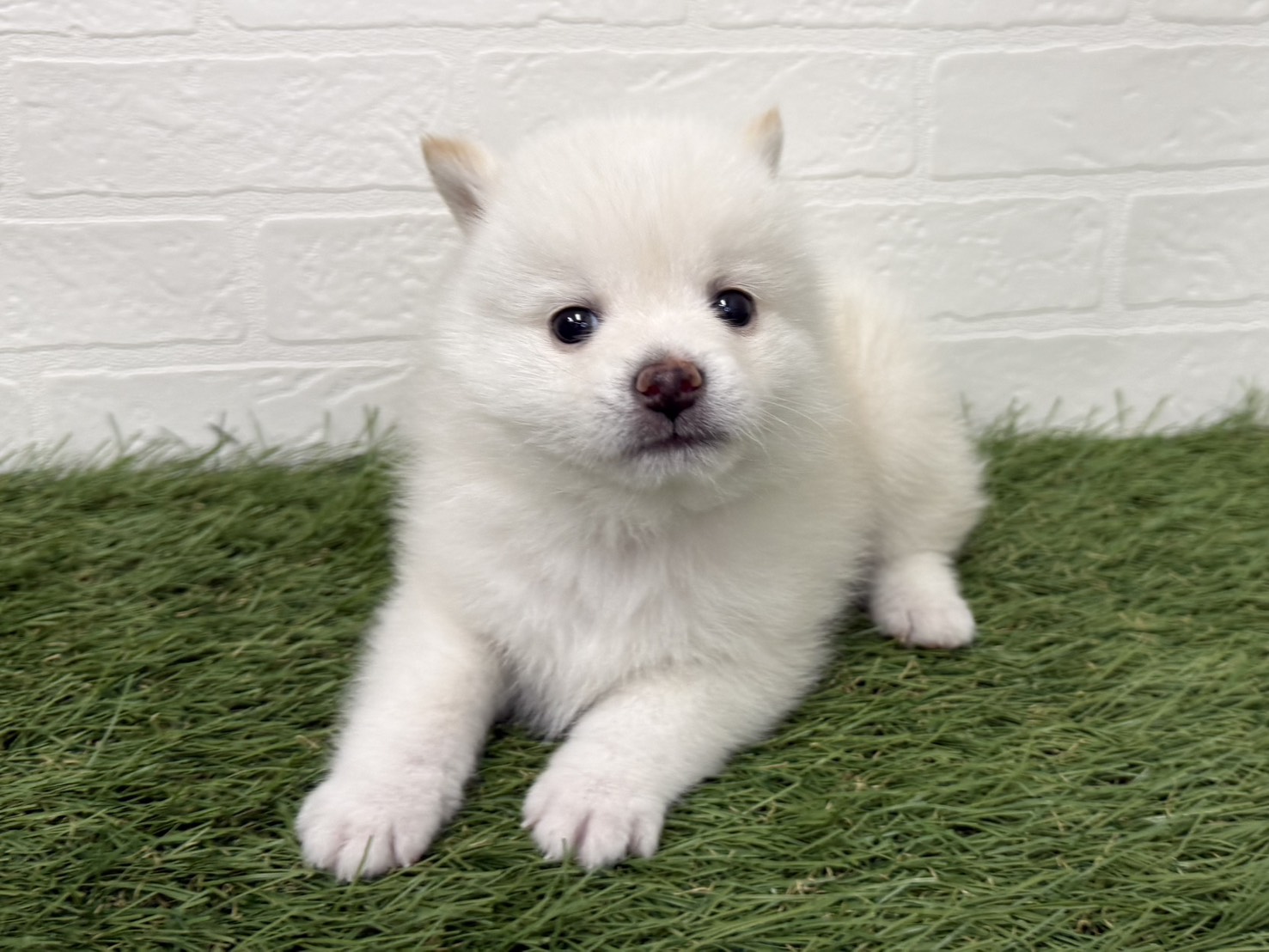 東京都のポメ柴/豆ポメ/ポメ豆柴(ポメラニアン×柴犬) (ワンニャンハウス葛西店/2026年2月22日生まれ/男の子/ホワイト)の子犬の4枚目の画像