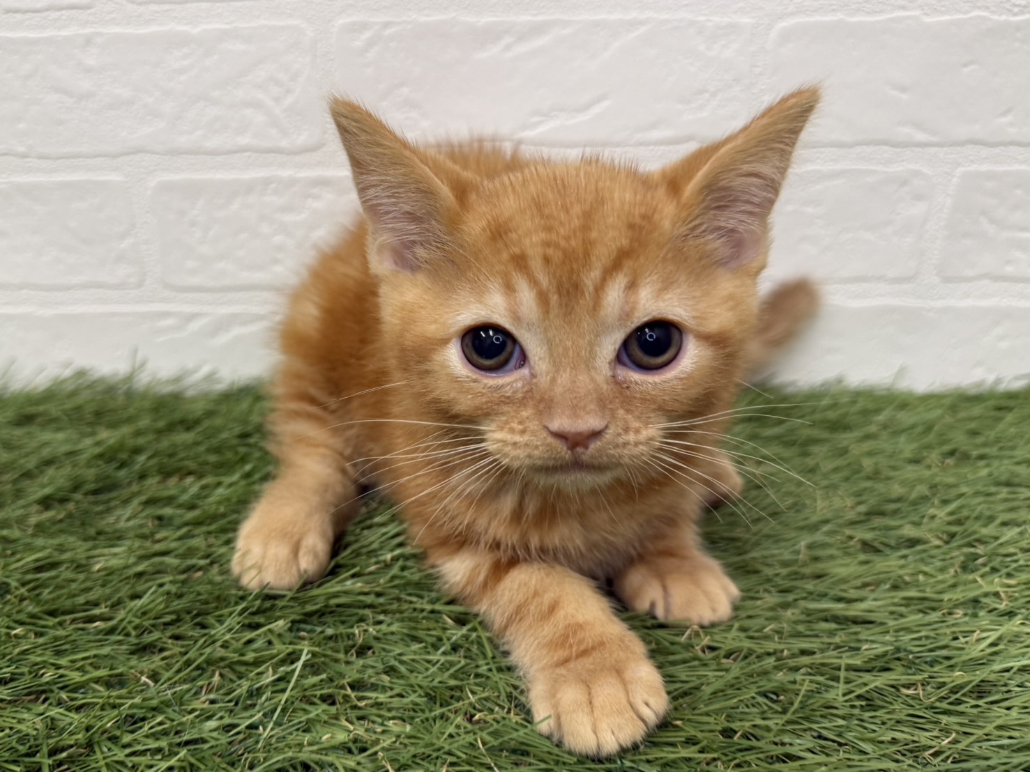 東京都のアメリカンショートヘアー (ワンニャンハウス葛西店/2026年2月20日生まれ/男の子/レッドタビー)の子猫の4枚目の画像