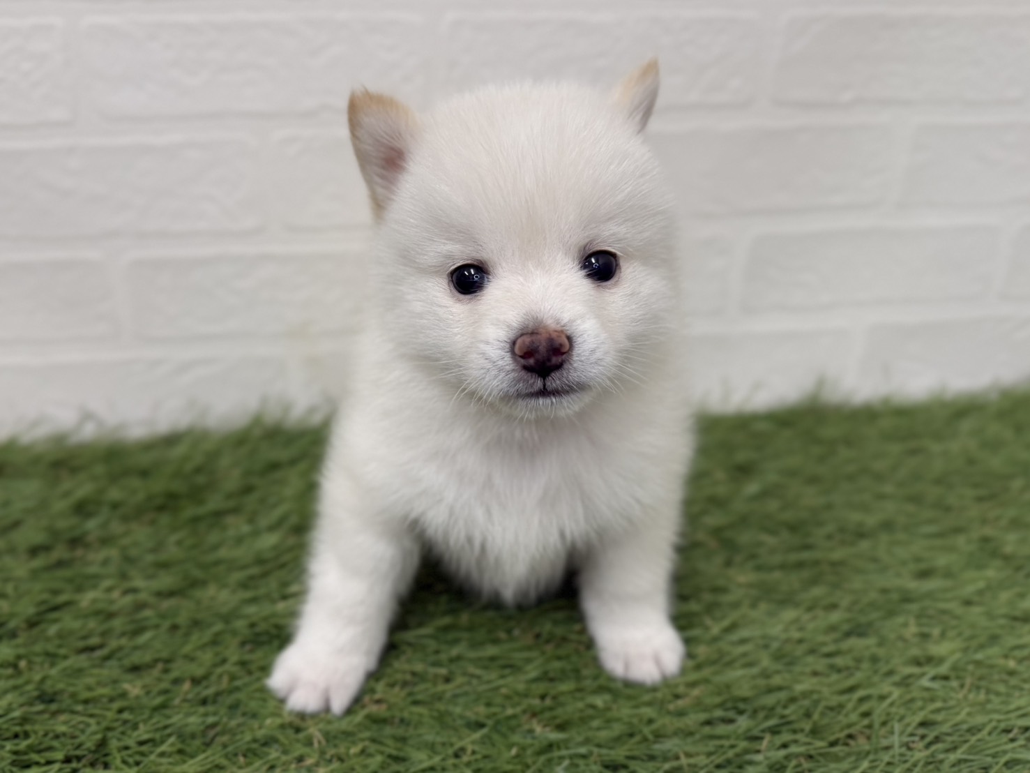 東京都のポメ柴/豆ポメ/ポメ豆柴(ポメラニアン×柴犬) (ワンニャンハウス葛西店/2026年2月22日生まれ/男の子/ホワイト)の子犬の1枚目の画像
