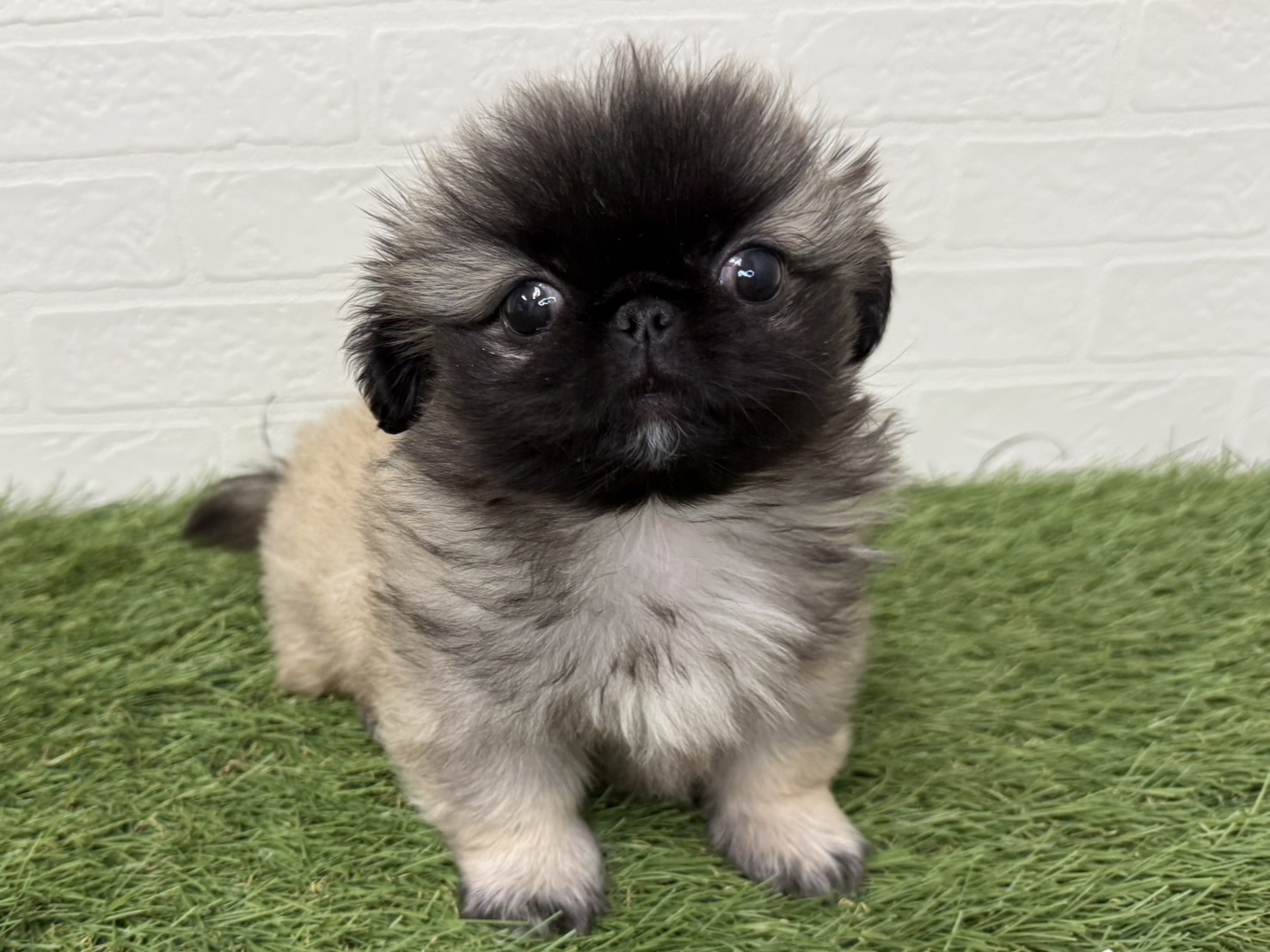 東京都のペキニーズ (ワンニャンハウス葛西店/2026年1月17日生まれ/男の子/フォーンブラックマスク)の子犬の2枚目の画像