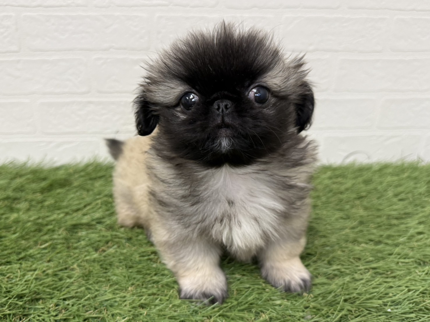 東京都のペキニーズ (ワンニャンハウス葛西店/2026年1月17日生まれ/男の子/フォーンブラックマスク)の子犬の1枚目の画像