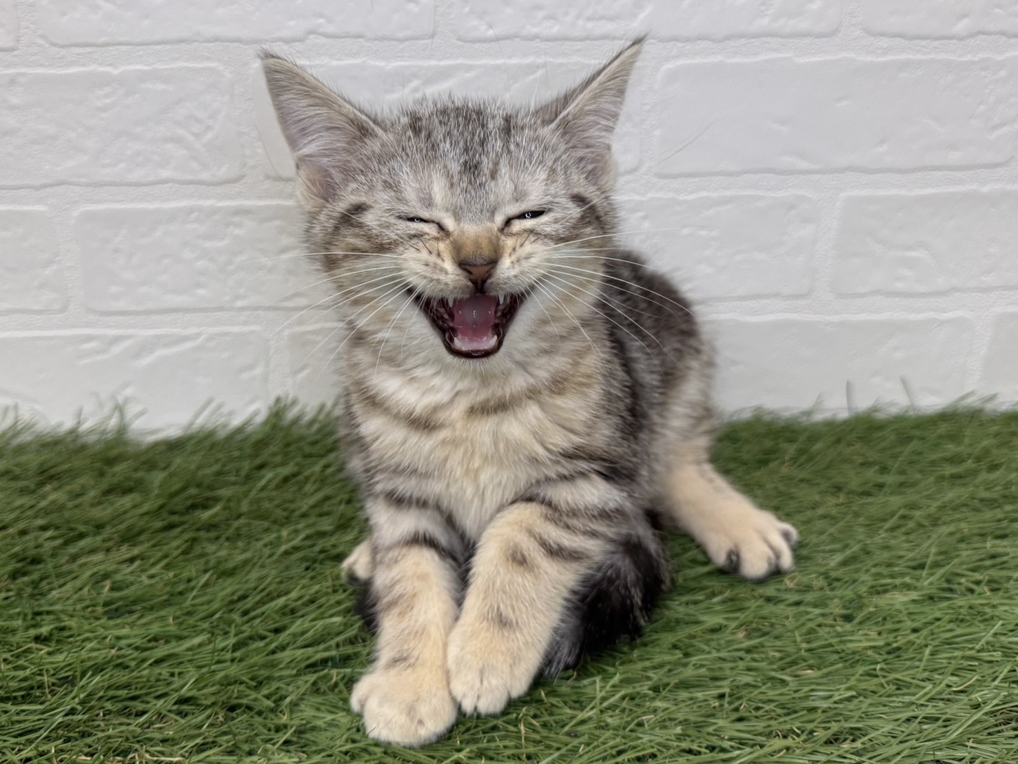 東京都のアメリカンショートヘアー (ワンニャンハウス葛西店/2025年10月10日生まれ/女の子/シルバータビー)の子猫の2枚目の画像