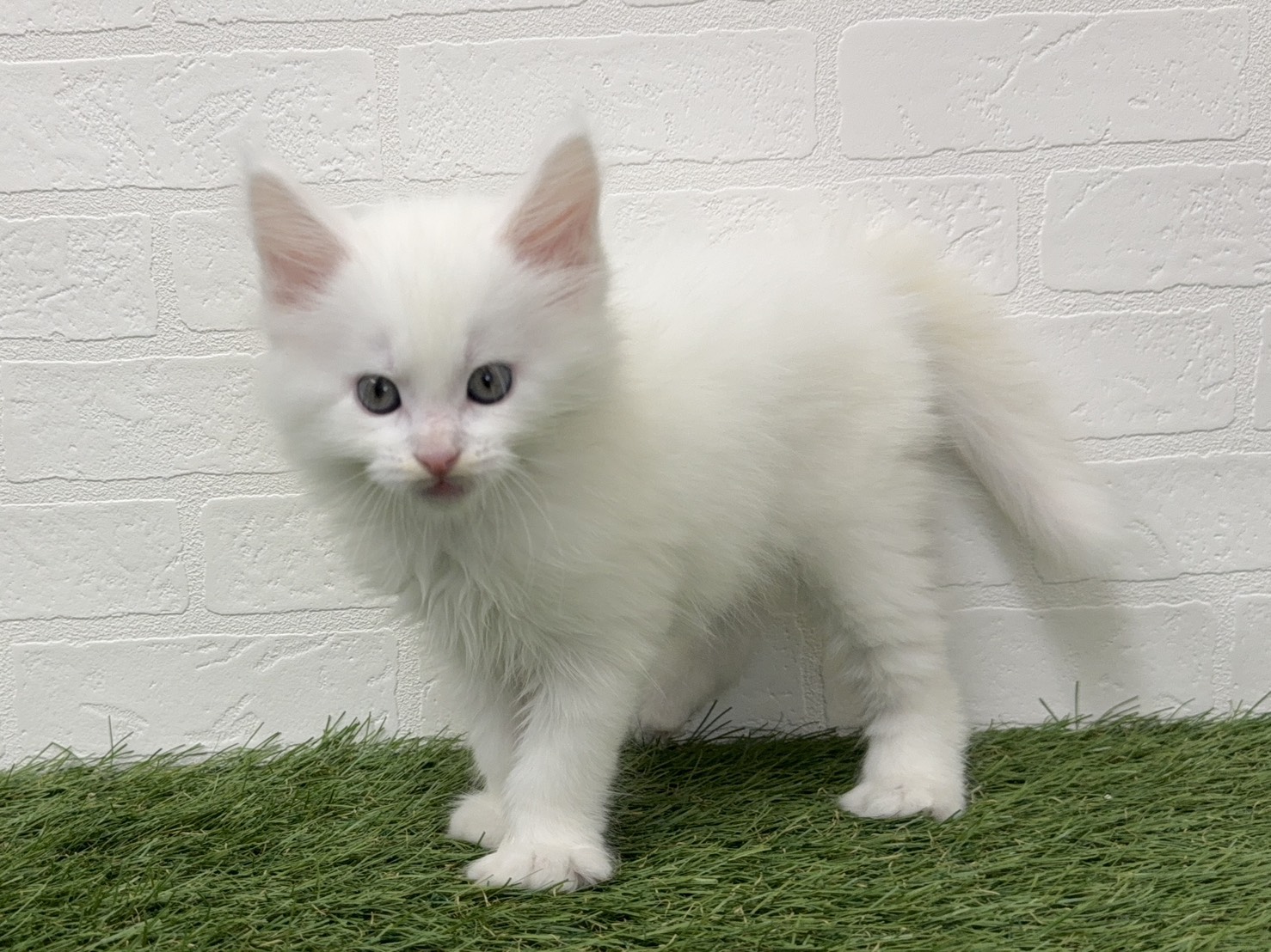 東京都のメインクーン (ワンニャンハウス葛西店/2025年8月12日生まれ/男の子/ホワイト)の子猫の2枚目の画像