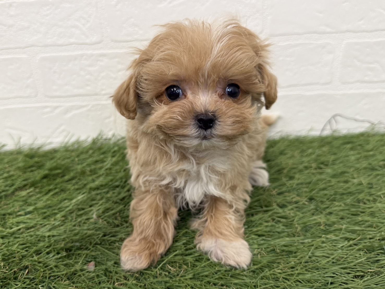 東京都のマルプー(マルチーズ×プードル) (ワンニャンハウス葛西店/2025年12月7日生まれ/女の子/アプリコット)の子犬の1枚目の画像