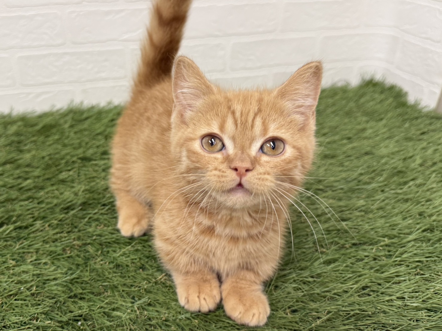 東京都のマンチカン (ワンニャンハウス葛西店/2025年12月15日生まれ/男の子/レッドタビー)の子猫の2枚目の画像