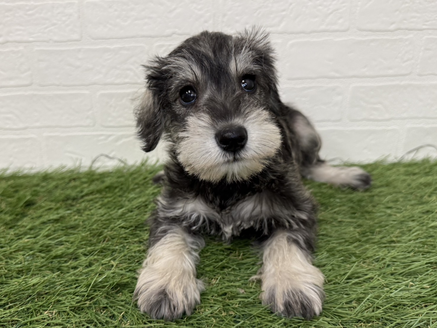 神奈川県のミニチュアシュナウザー (ワンニャンハウス新山下店/2025年11月30日生まれ/女の子/ソルトペッパー)の子犬の4枚目の画像