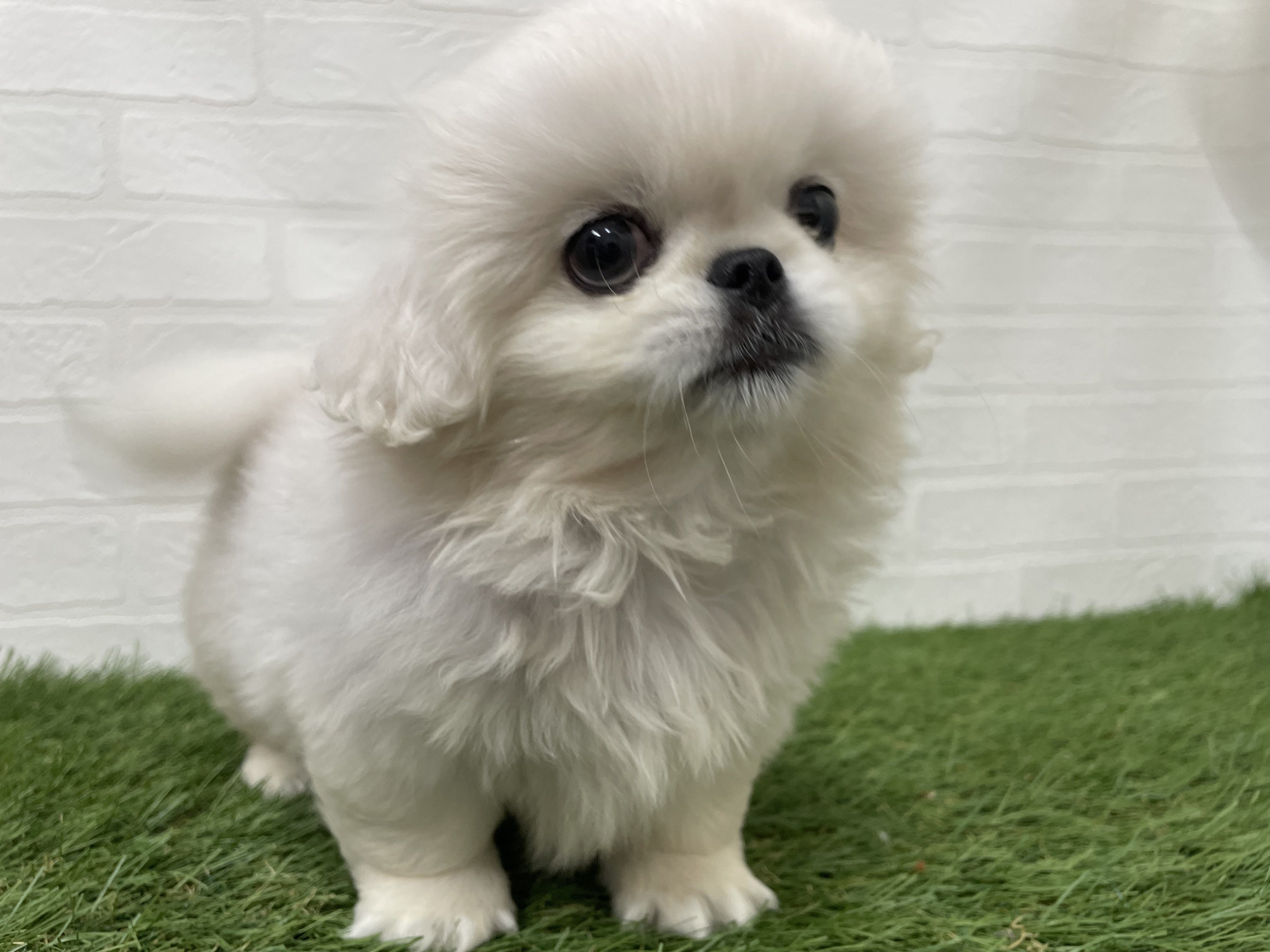 東京都のペキニーズ (ワンニャンハウス葛西店/2026年5月12日生まれ/女の子/ホワイト)の子犬の2枚目の画像