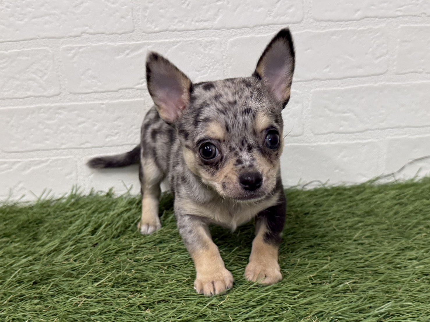 東京都のチワワ(ロング) (ワンニャンハウス葛西店/2025年11月22日生まれ/女の子/ブルーマール)の子犬の2枚目の画像