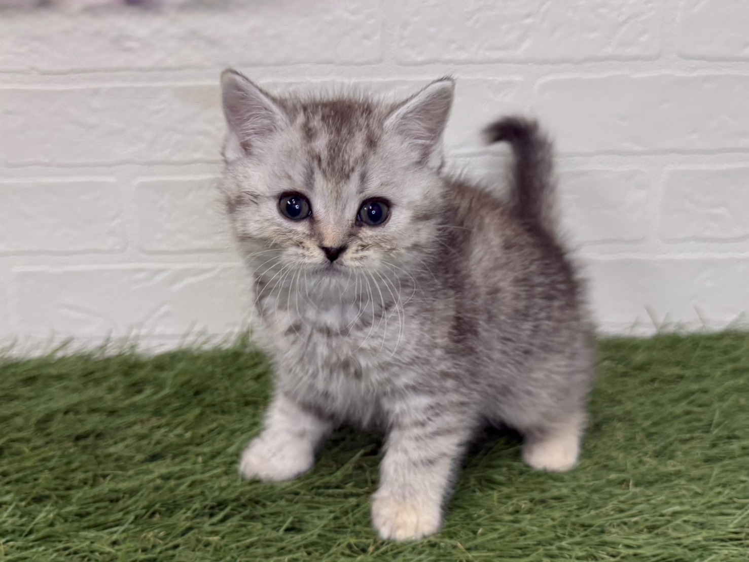 東京都のマンチカン (ワンニャンハウス葛西店/2025年10月1日生まれ/女の子/シルバートービー)の子猫の1枚目の画像