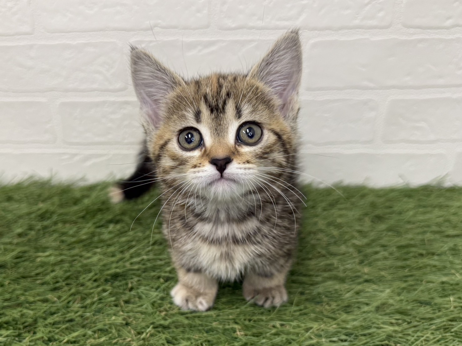 東京都のマンチカン (ワンニャンハウス葛西店/2026年2月13日生まれ/女の子/ブラウンパッチドタビー)の子猫の2枚目の画像