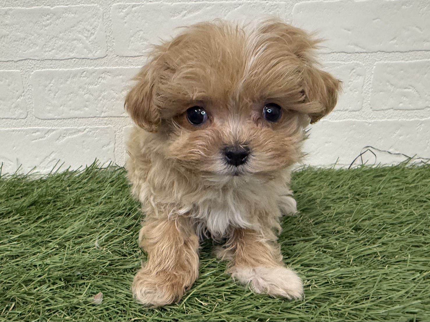 東京都のマルプー(マルチーズ×プードル) (ワンニャンハウス葛西店/2025年12月7日生まれ/女の子/アプリコット)の子犬の4枚目の画像