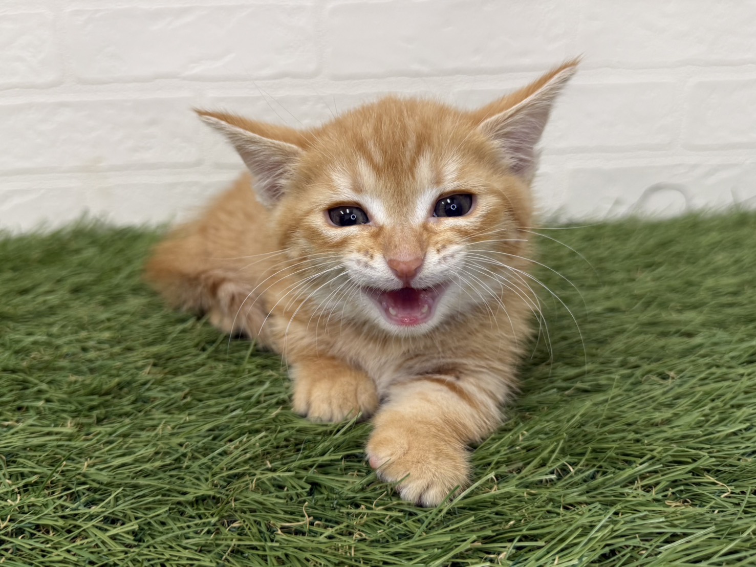 東京都のマンチカン (ワンニャンハウス葛西店/2026年2月13日生まれ/男の子/レッドタビー)の子猫の1枚目の画像