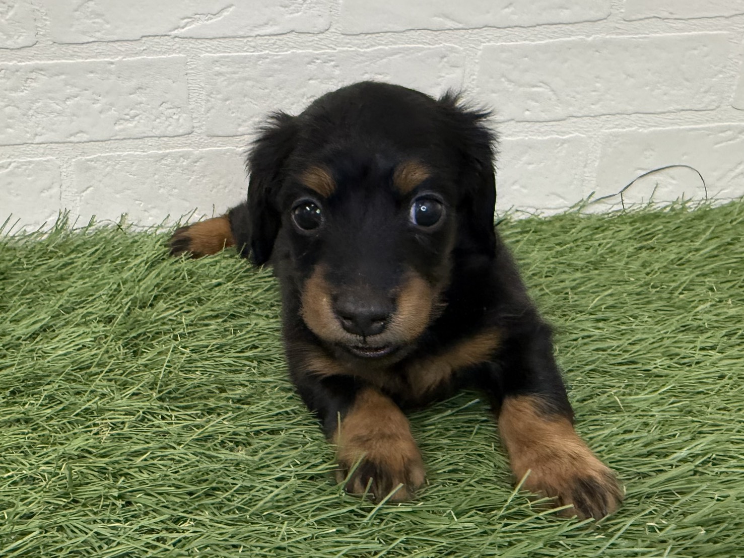 東京都のミニチュアダックスフンド(ロング) (ワンニャンハウス葛西店/2025年11月24日生まれ/女の子/ブラックタン)の子犬の2枚目の画像