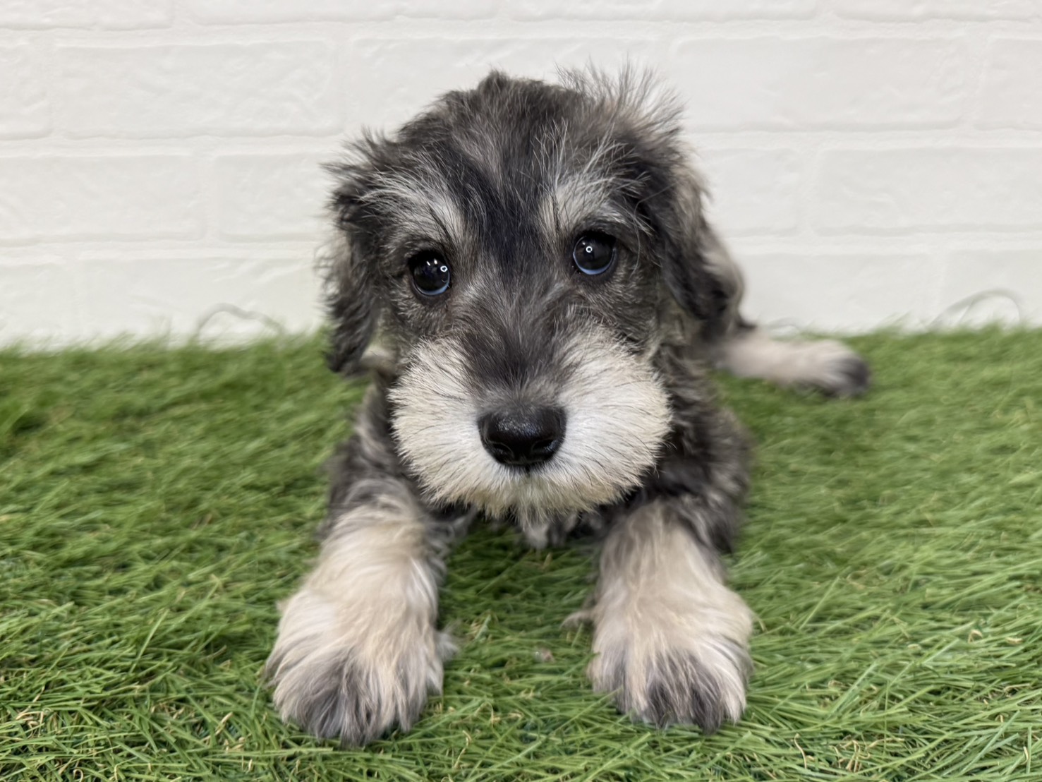 神奈川県のミニチュアシュナウザー (ワンニャンハウス新山下店/2025年11月30日生まれ/女の子/ソルトペッパー)の子犬の2枚目の画像