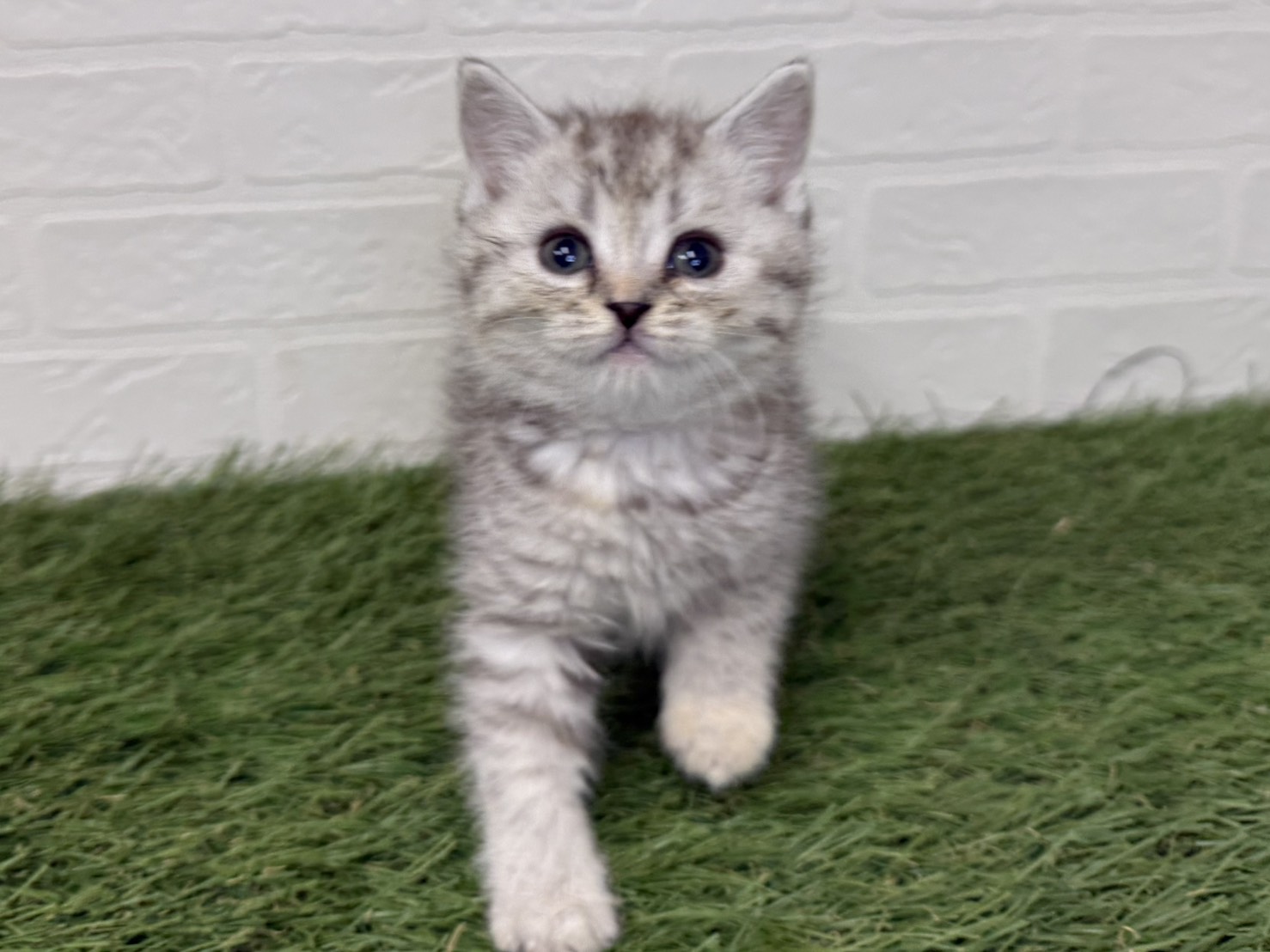 東京都のマンチカン (ワンニャンハウス葛西店/2025年10月1日生まれ/女の子/シルバートービー)の子猫の3枚目の画像