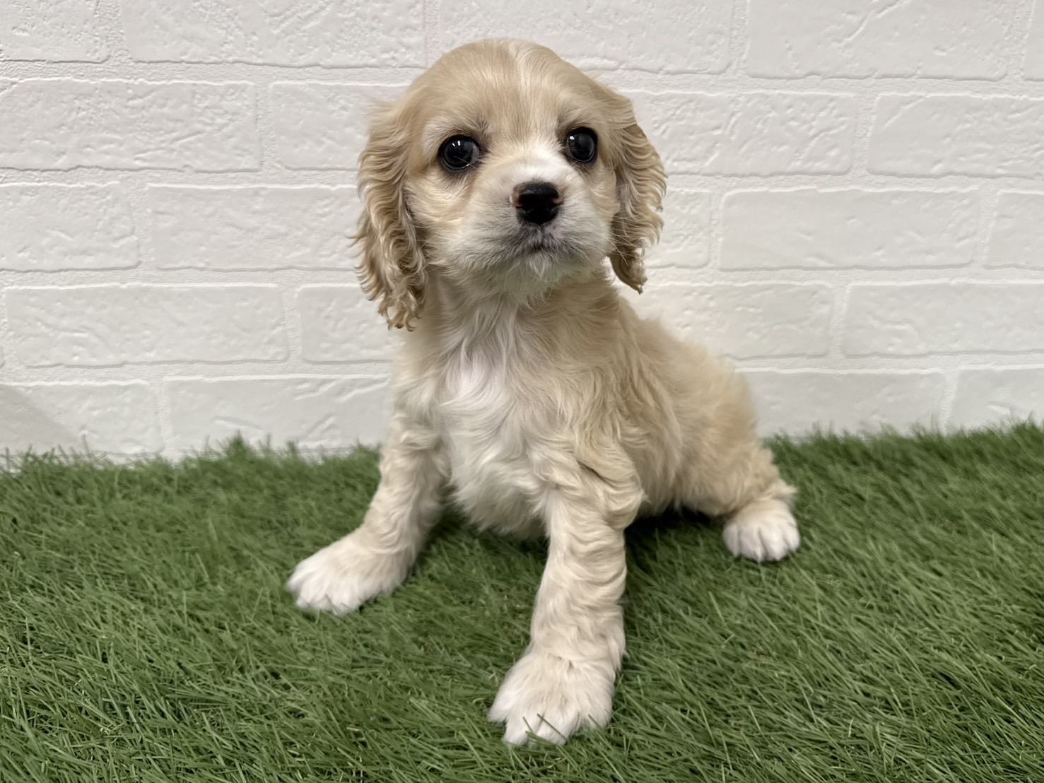 ワンニャンハウス