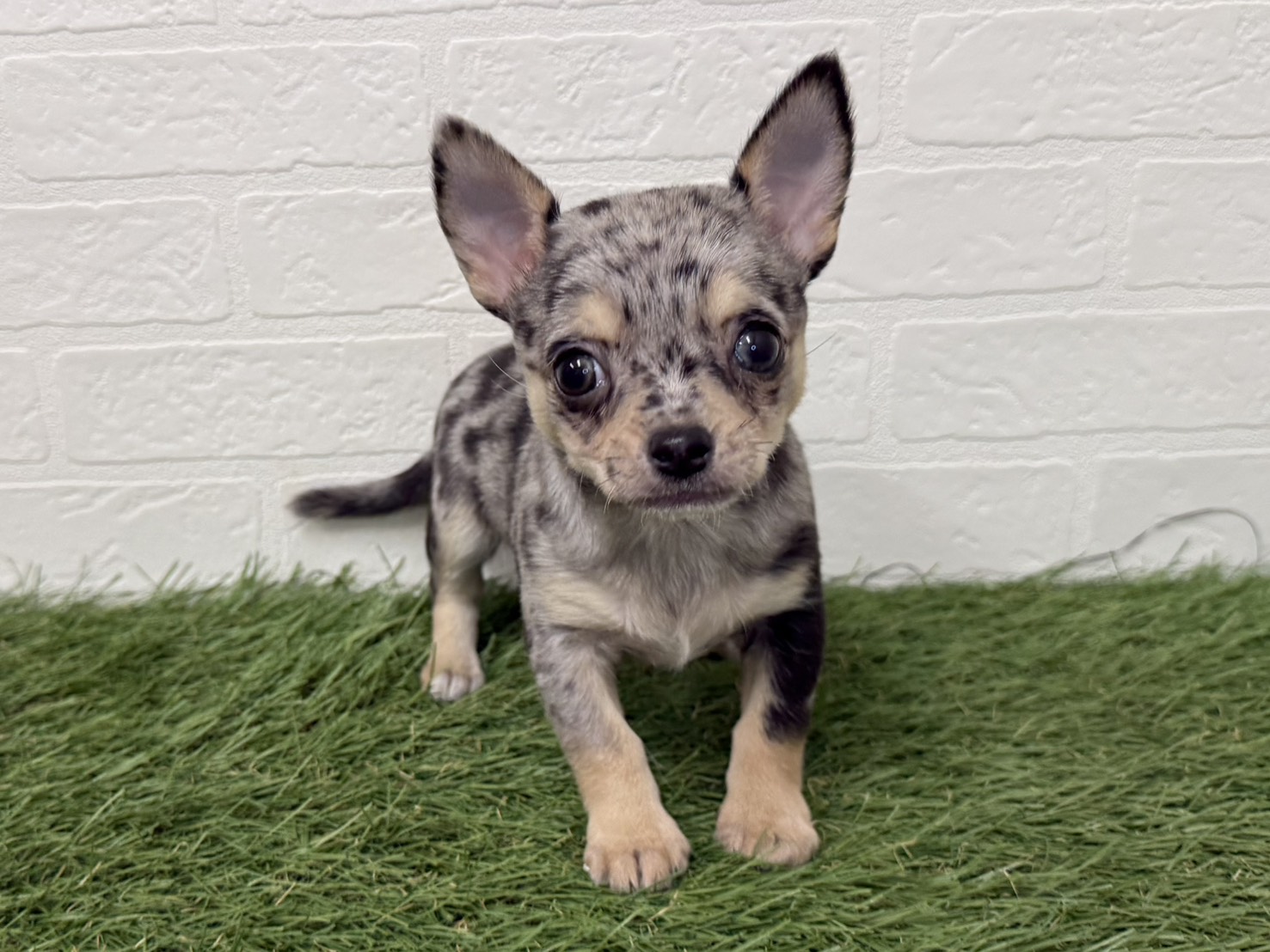 東京都のチワワ(ロング) (ワンニャンハウス葛西店/2025年11月22日生まれ/女の子/ブルーマール)の子犬の1枚目の画像