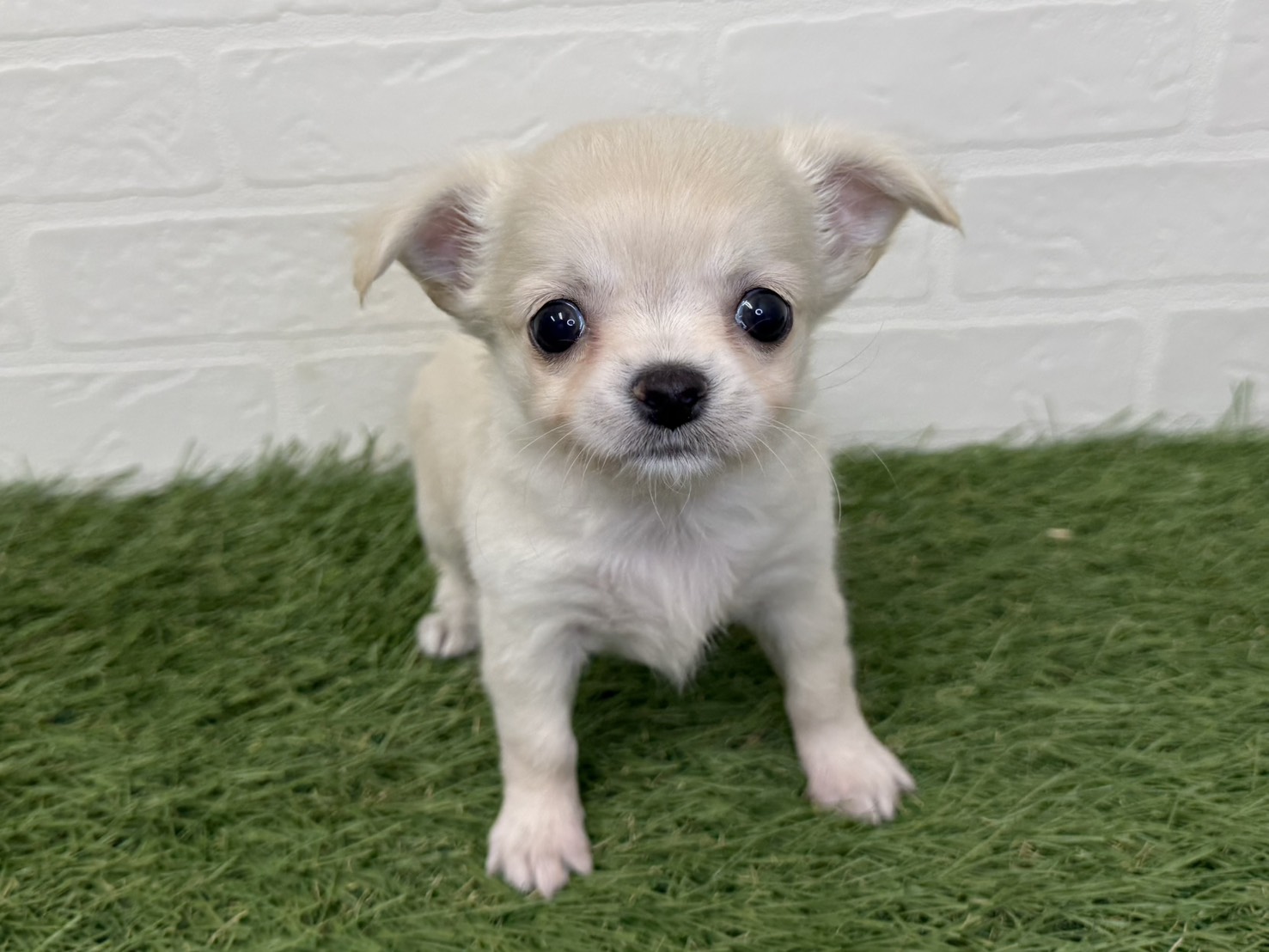 東京都のチワワ(ロング) (ワンニャンハウス葛西店/2025年9月6日生まれ/女の子/クリーム)の子犬の2枚目の画像