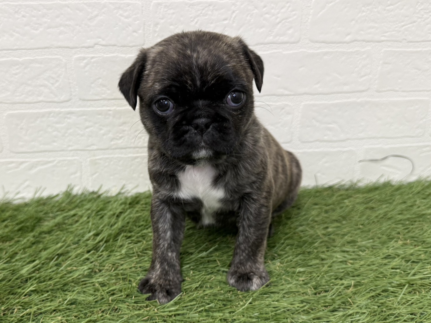 東京都のハーフ犬・ミックス犬 (ワンニャンハウス葛西店/2025年11月9日生まれ/女の子/ブリンドル)の子犬の2枚目の画像