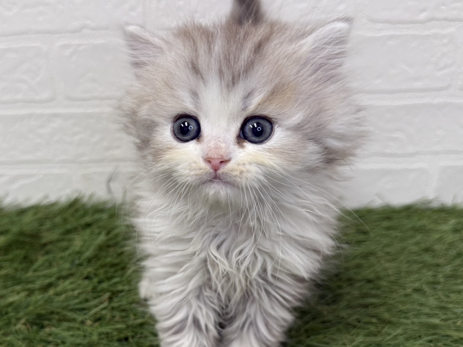 東京都のミヌエット (ワンニャンハウス葛西店/2026年1月11日生まれ/男の子/カメオシルバータビー)の子猫の3枚目の画像