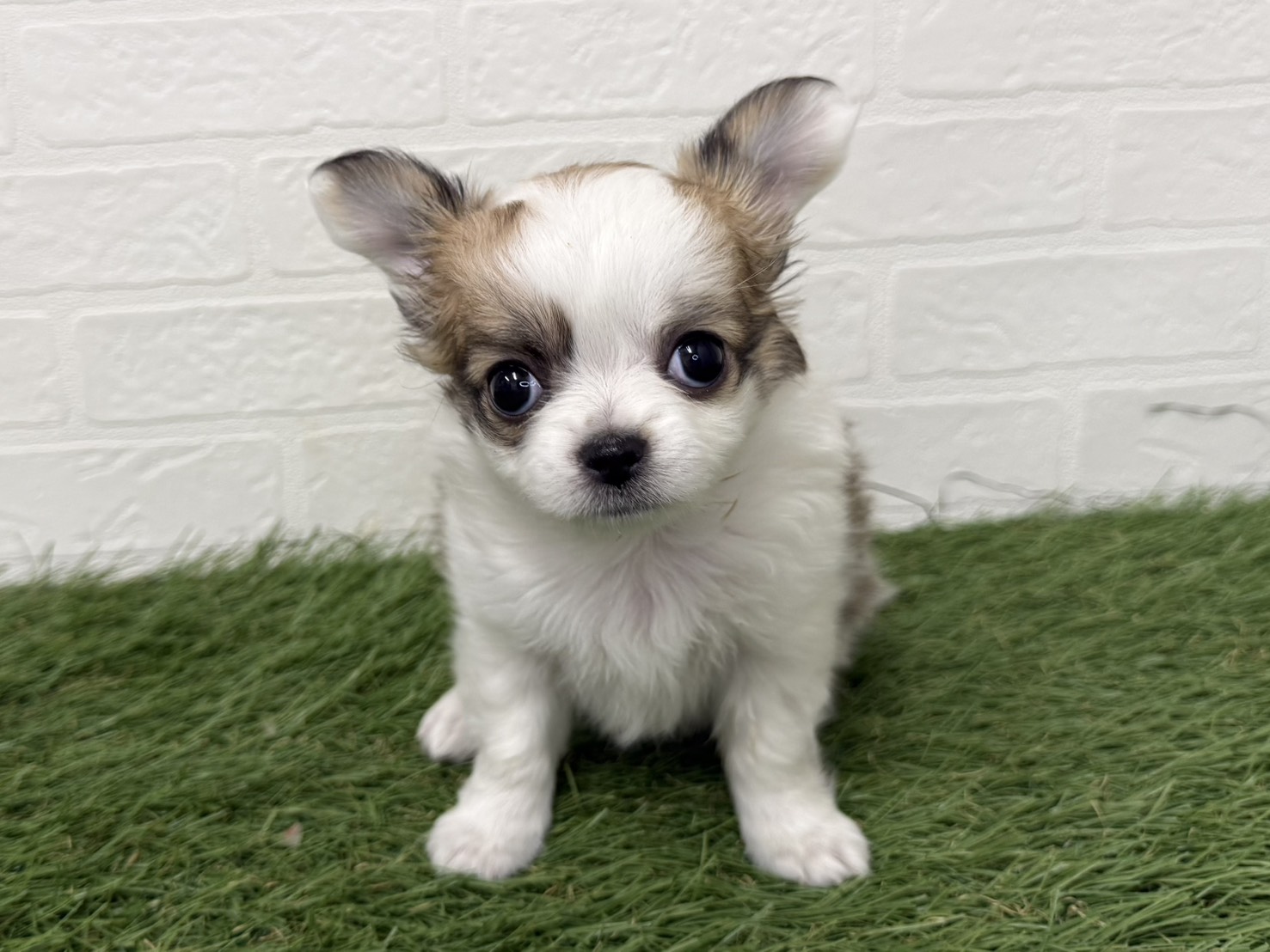 東京都のチワワ(ロング) (ワンニャンハウス葛西店/2025年12月7日生まれ/女の子/ホワイトレッド)の子犬の1枚目の画像