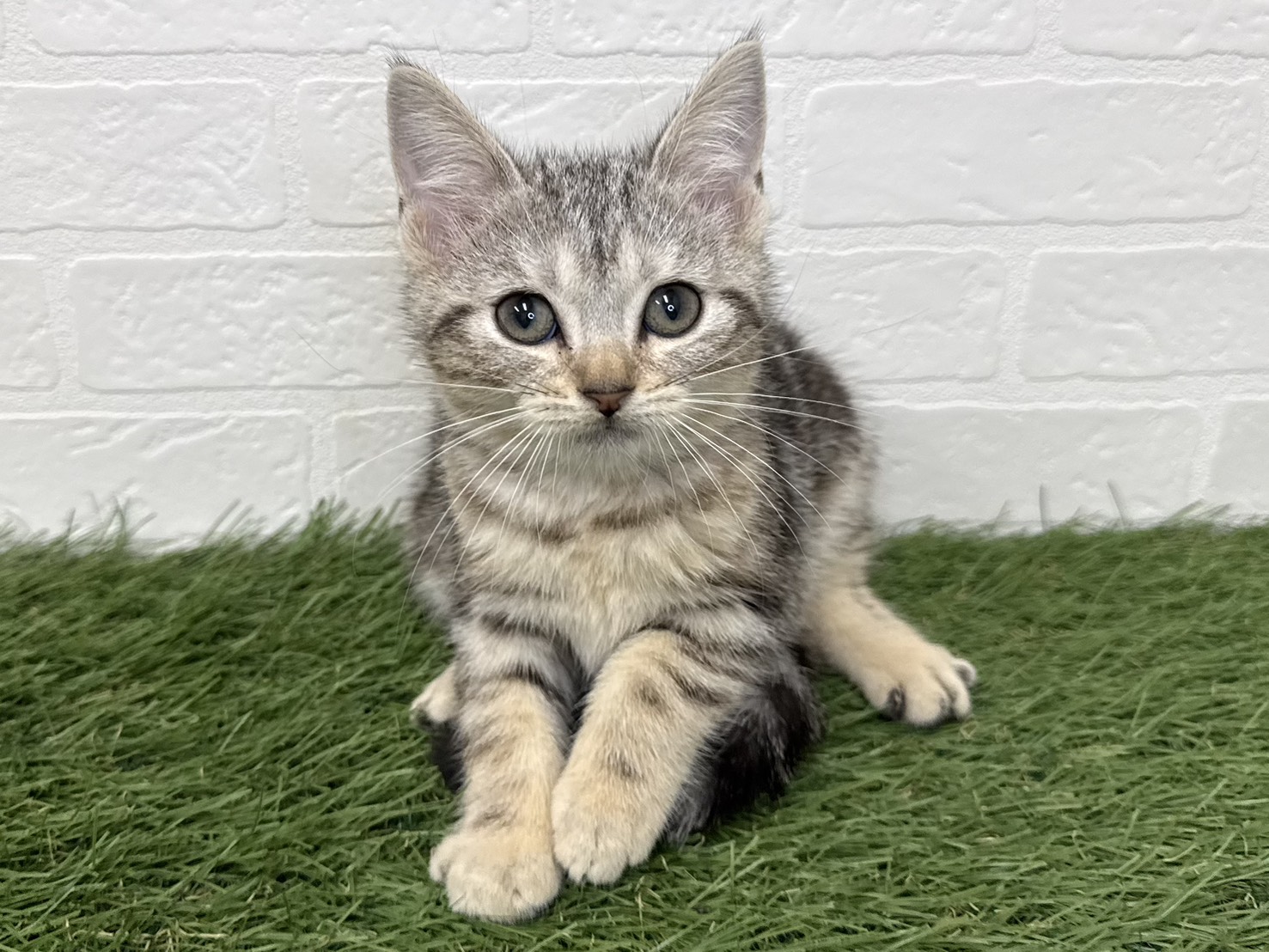 東京都のアメリカンショートヘアー (ワンニャンハウス葛西店/2025年10月10日生まれ/女の子/シルバータビー)の子猫の1枚目の画像