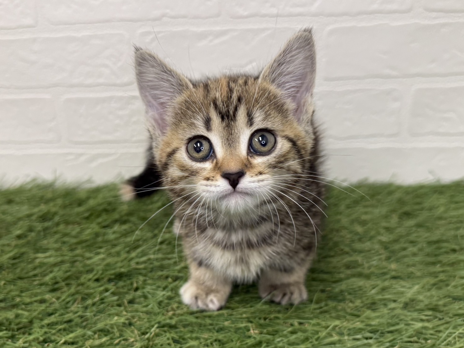 東京都のマンチカン (ワンニャンハウス葛西店/2026年2月13日生まれ/女の子/ブラウンパッチドタビー)の子猫の1枚目の画像
